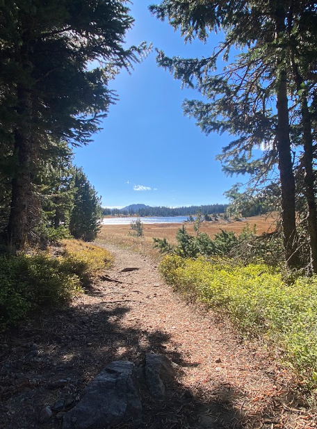 a trail between trees offers a view of a glistening lake