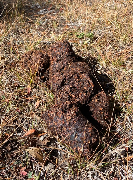 bear scat filled with white bark pine nuts sitting in grass