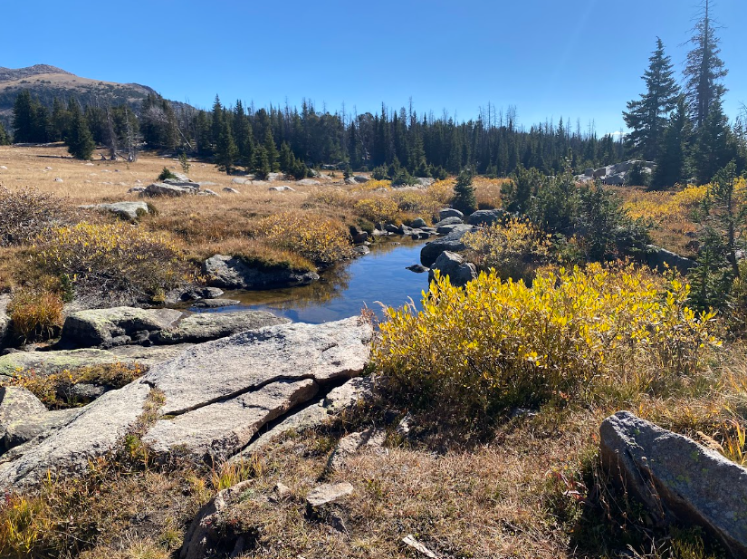 rocks, bright yellow willows, and evergreens are nestled by a creek
