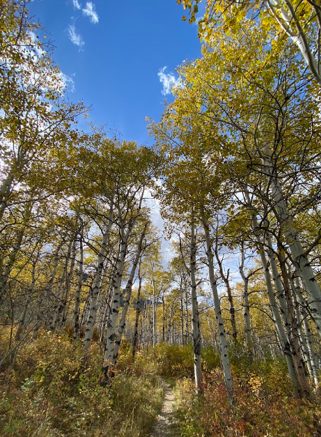 Palisades leaf peepin’