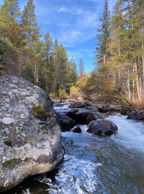 view up a creek between evergreen trees