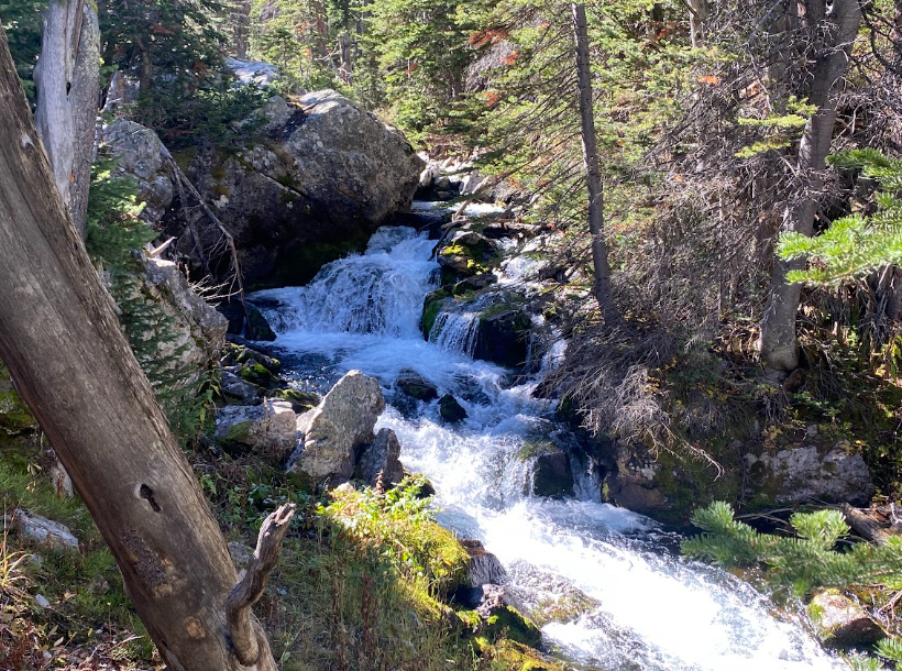 cascading waterfall in a forest