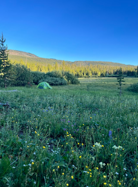 flowers in foreground with a tent at the edge of a meadow under distant forest