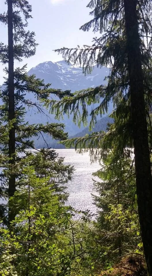 view of lake and mountain backdrop between two tall pine trees