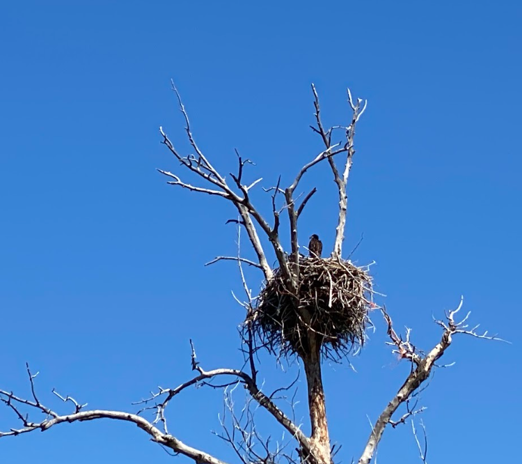 a black bird stands in it's enormous nest within a scraggly dead tree set against a stark blue sky