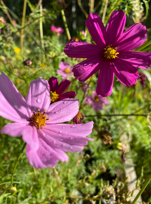 close up of light pink and fuchsia colored flowers with dew on them