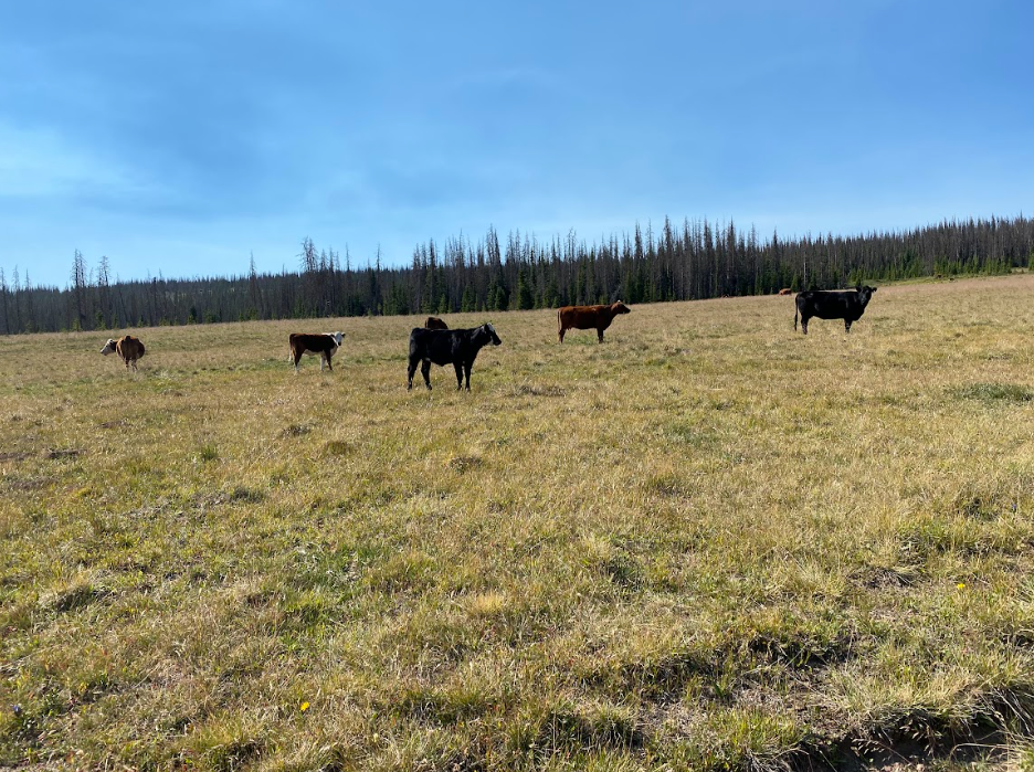 five cows in a field of yellowed grass