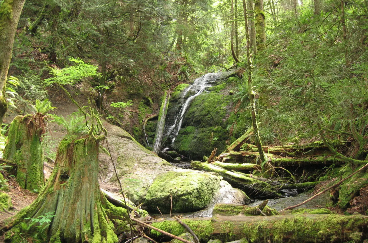 waterfall behind granite rock outcropping and moss covered stumps of trees