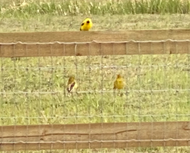 a bright yellow bird sits on top of a fence with two less bright yellow birds sitting on the wires lower down