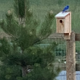 A bluebird sits on a pine bird box that is nailed to a post next to a pine tree