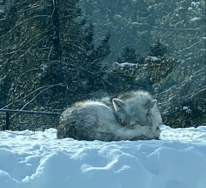 wolf curled up in snow and peeking out from its tail fur