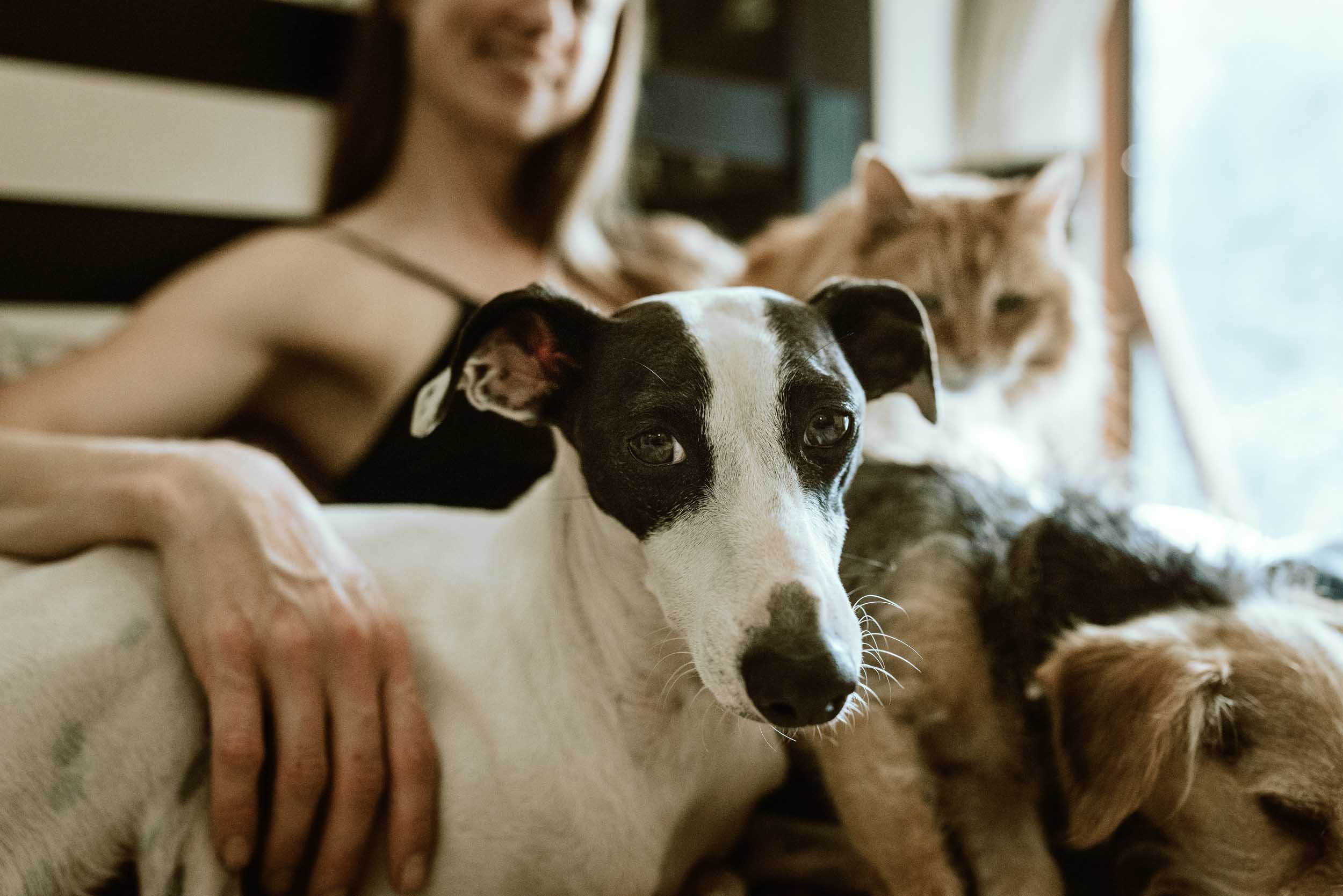 A woman with long hair smiling in the background with three dogs, including a black and white dog in the foreground and two other dogs with brown and white fur in the background, lying close together indoors.