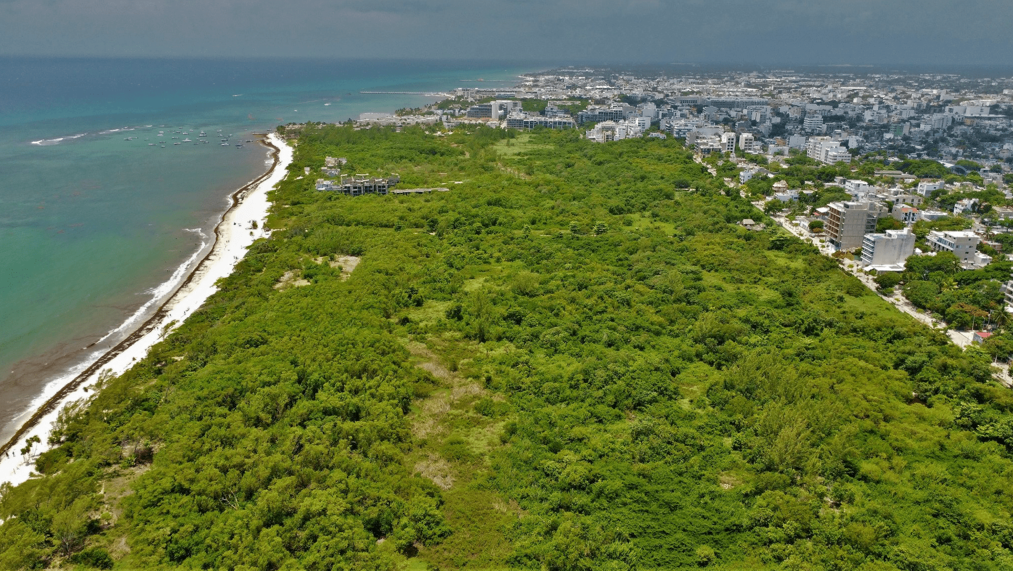Protected Mangroves Along the Beach in Colosio