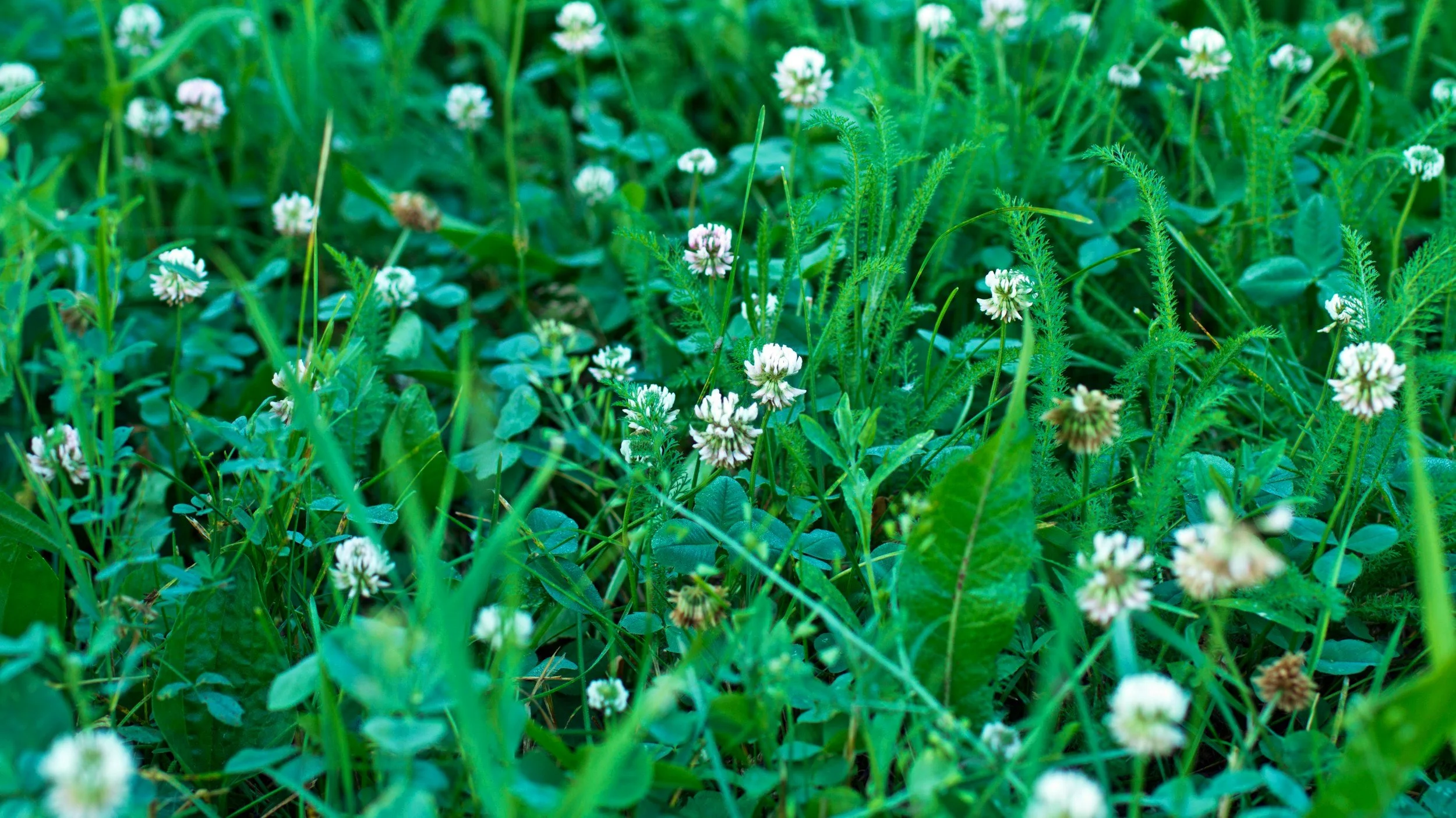 forage and hay programs, clover, alfalfa, grass mix hay