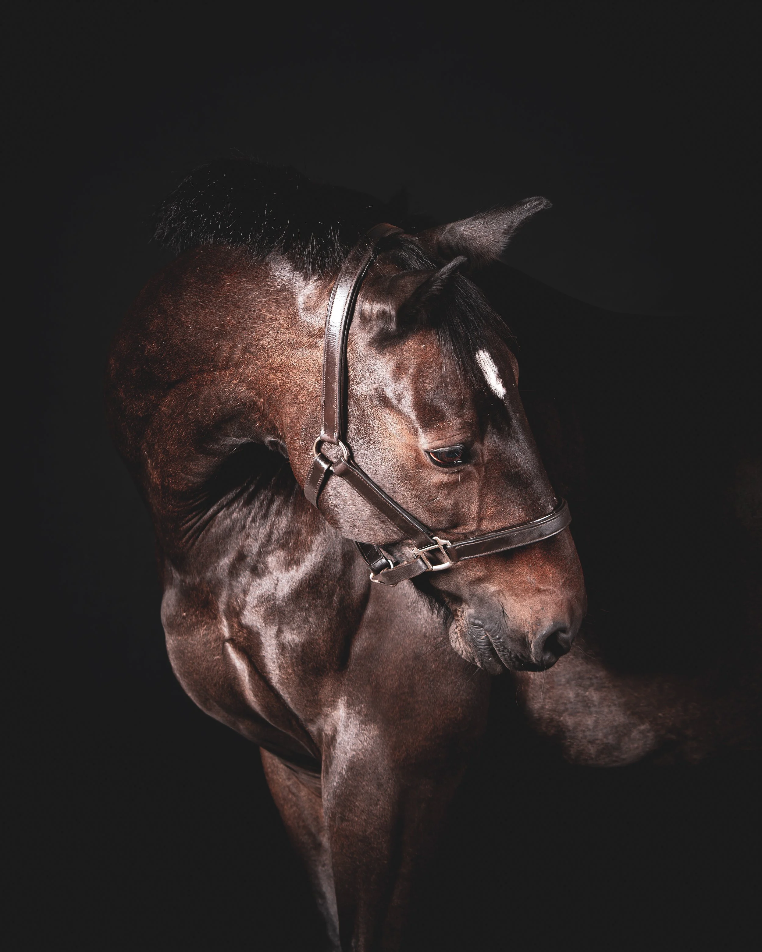 Horse Photography