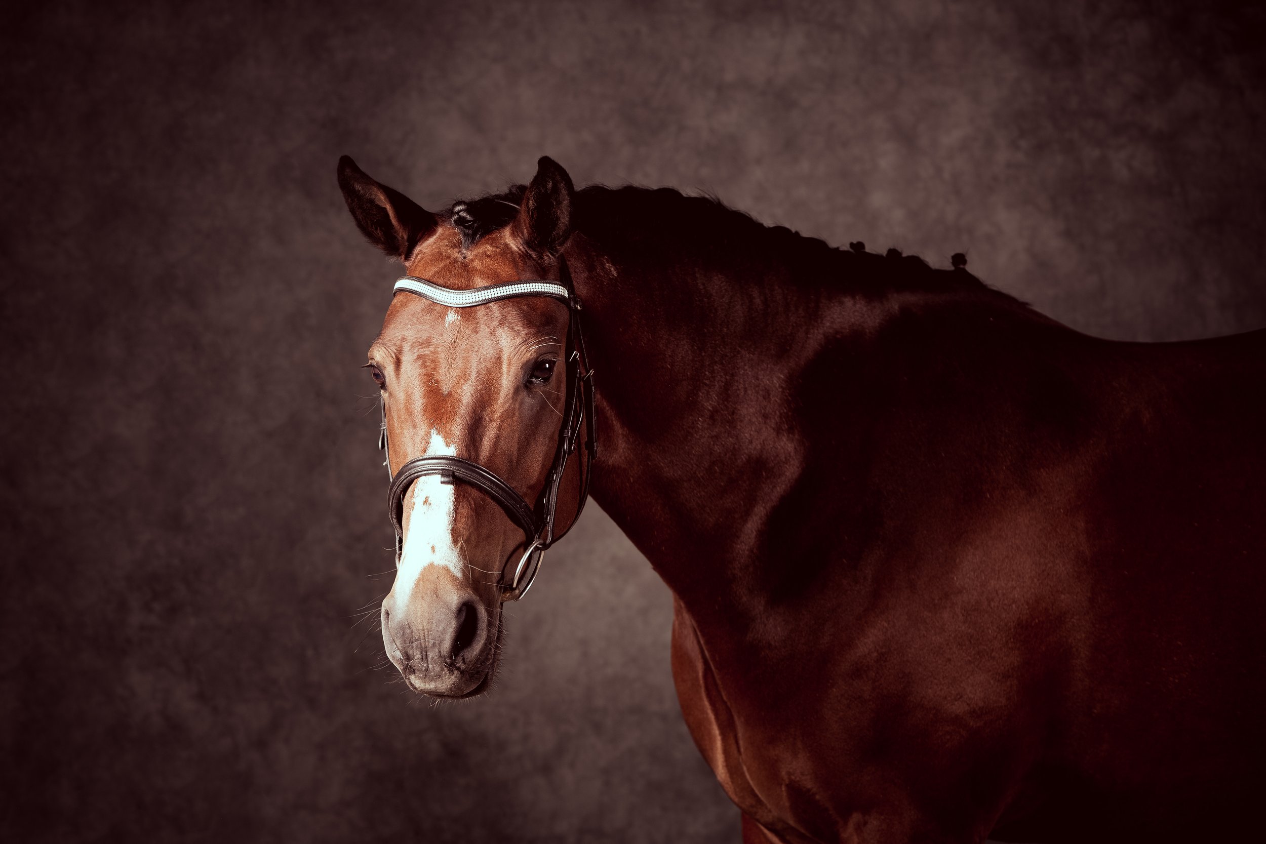 Horse Photography