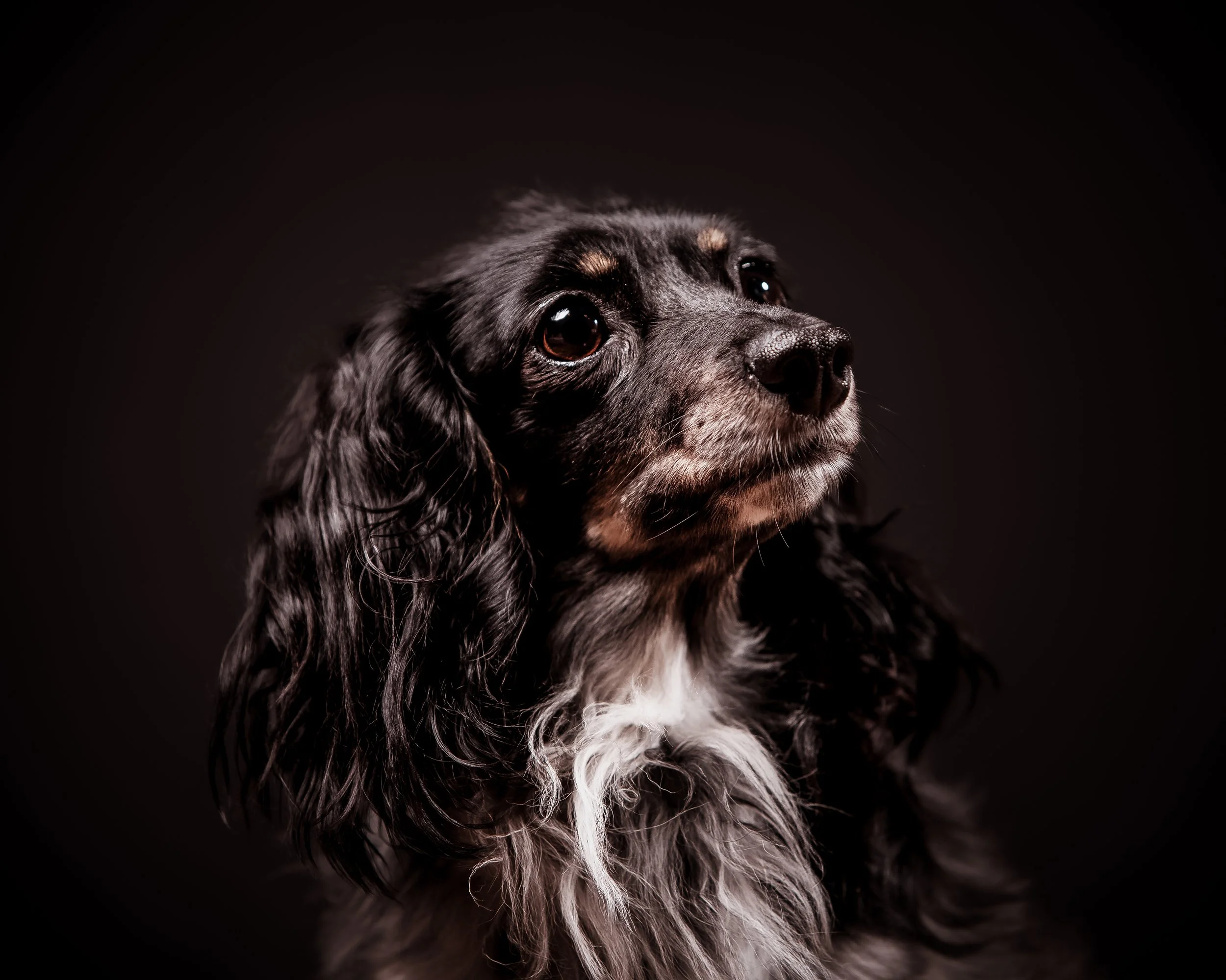 Dog Photography