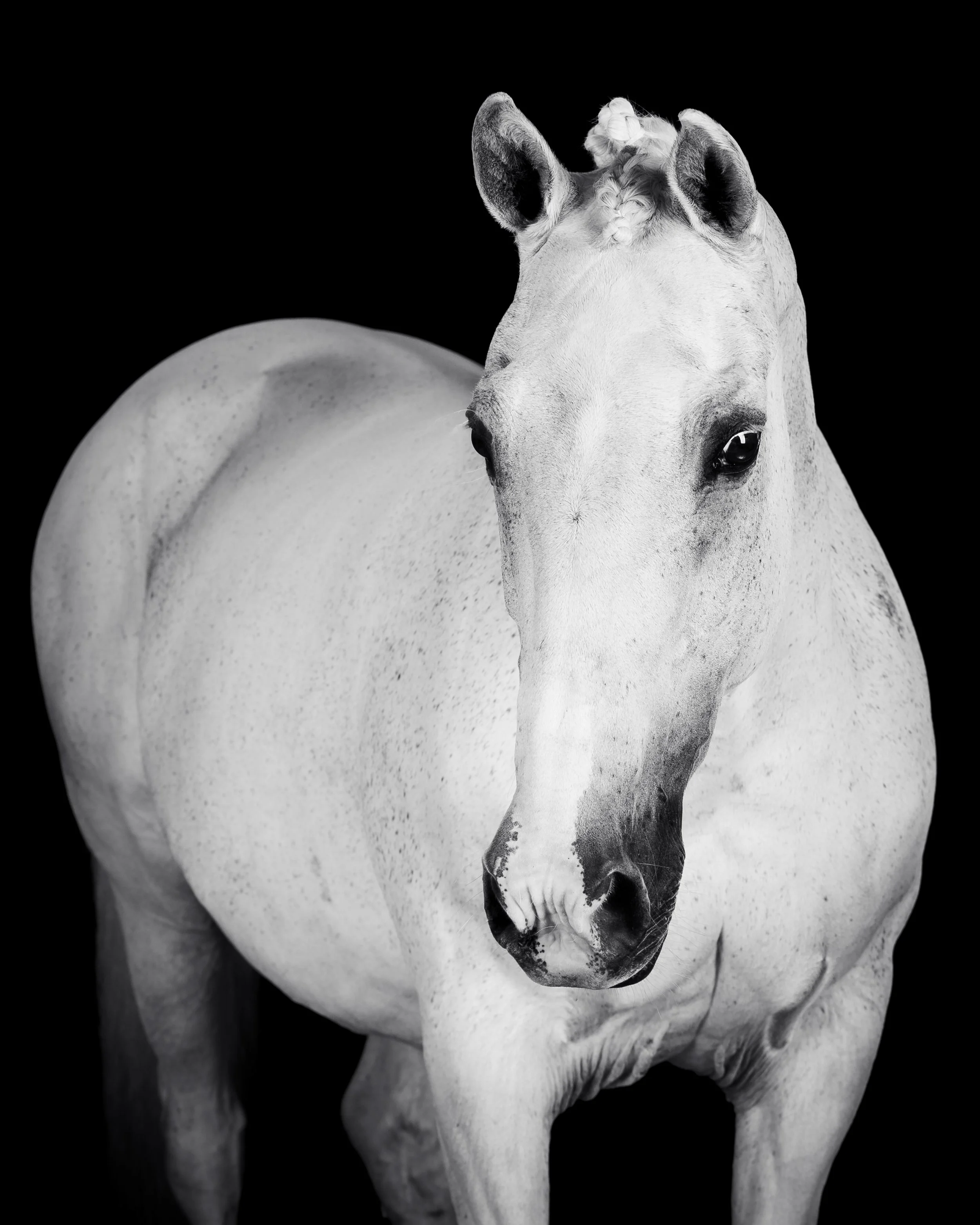 Horse Photography