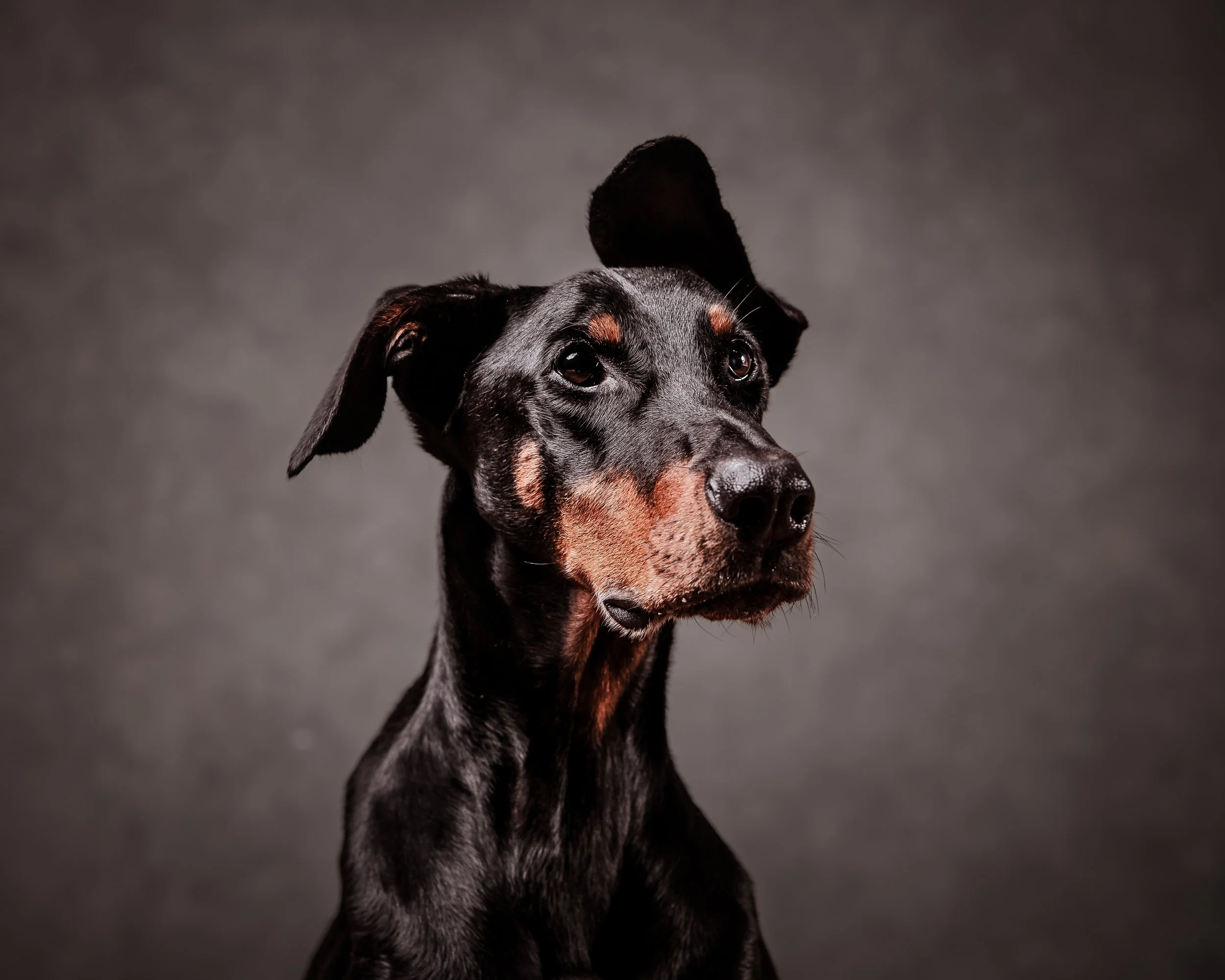Dog Photography
