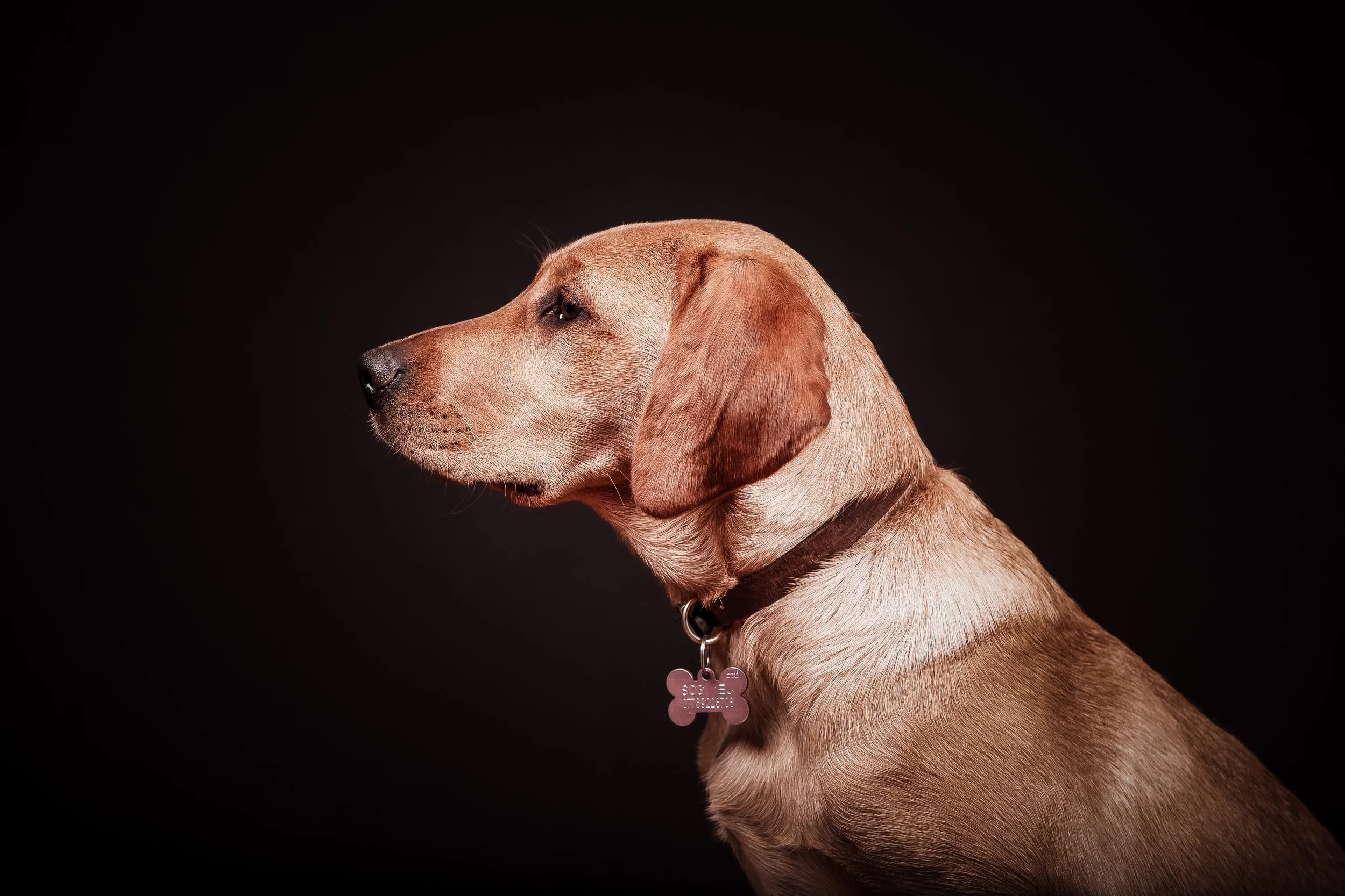 Dog Photography