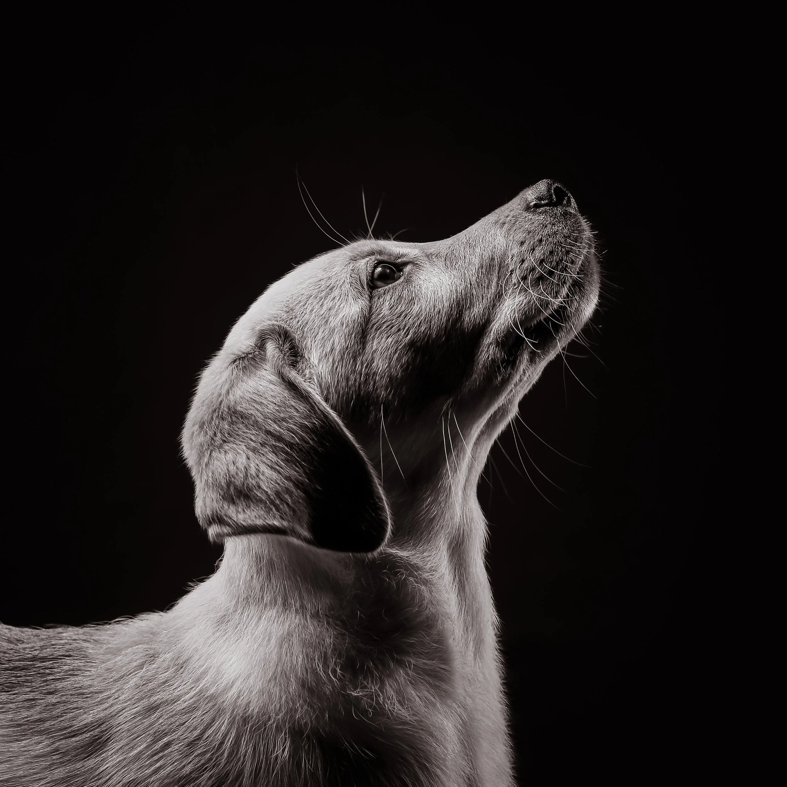 Dog Photography