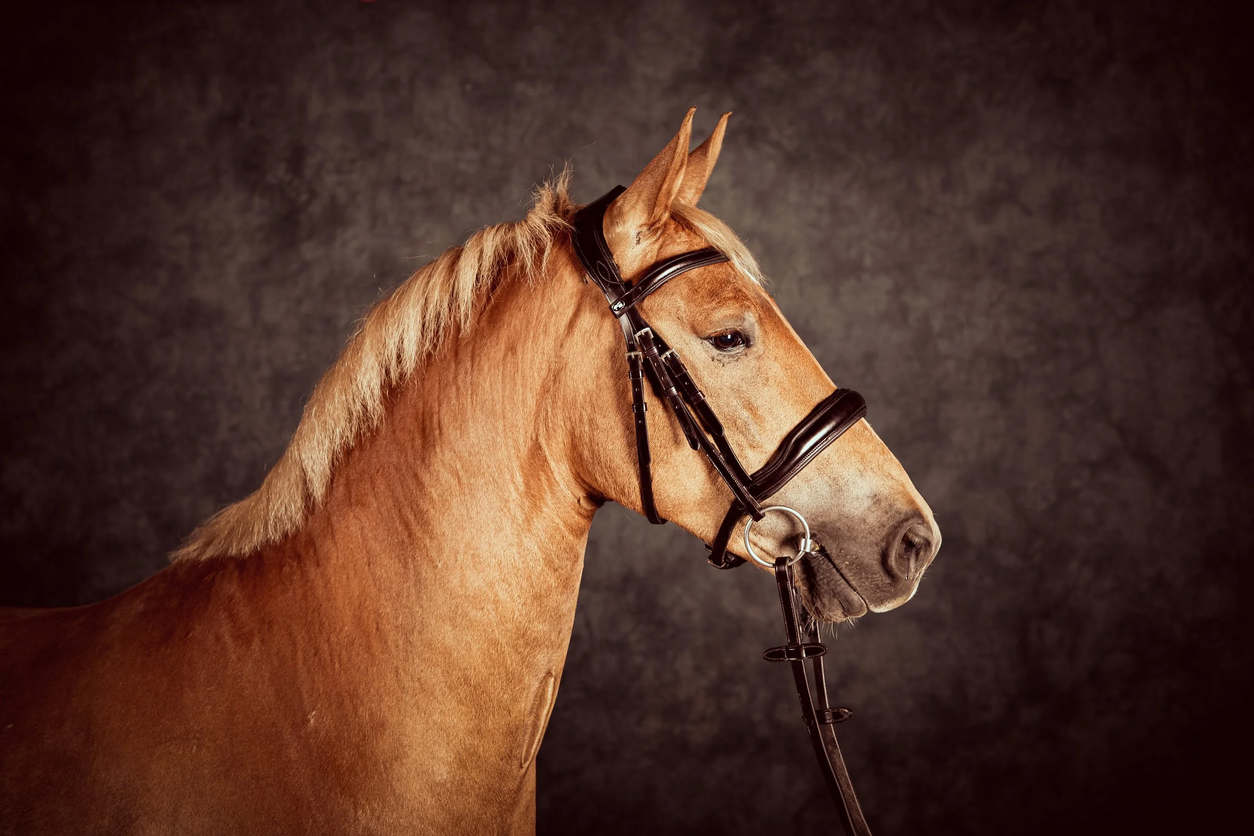 Horse Photography