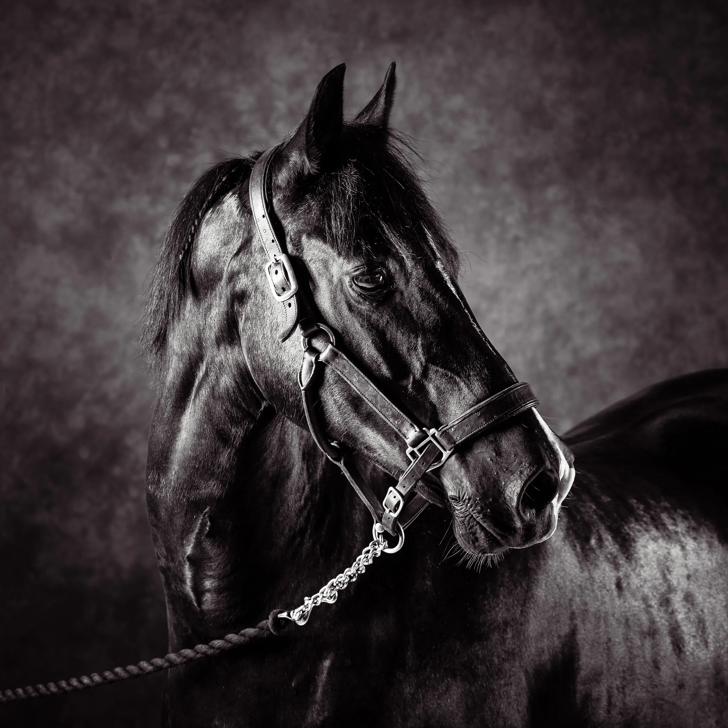 Horse Photography