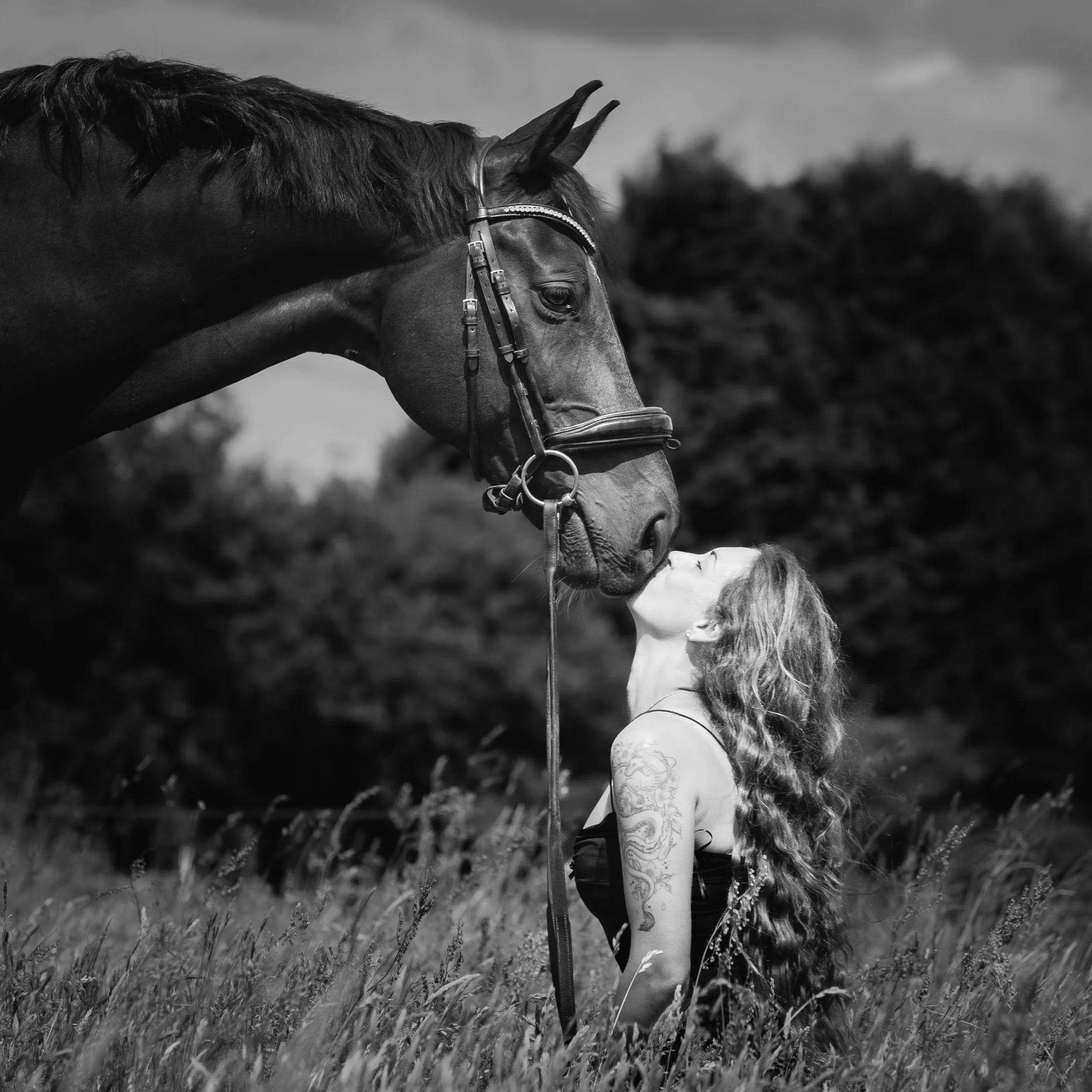 Horse Photography