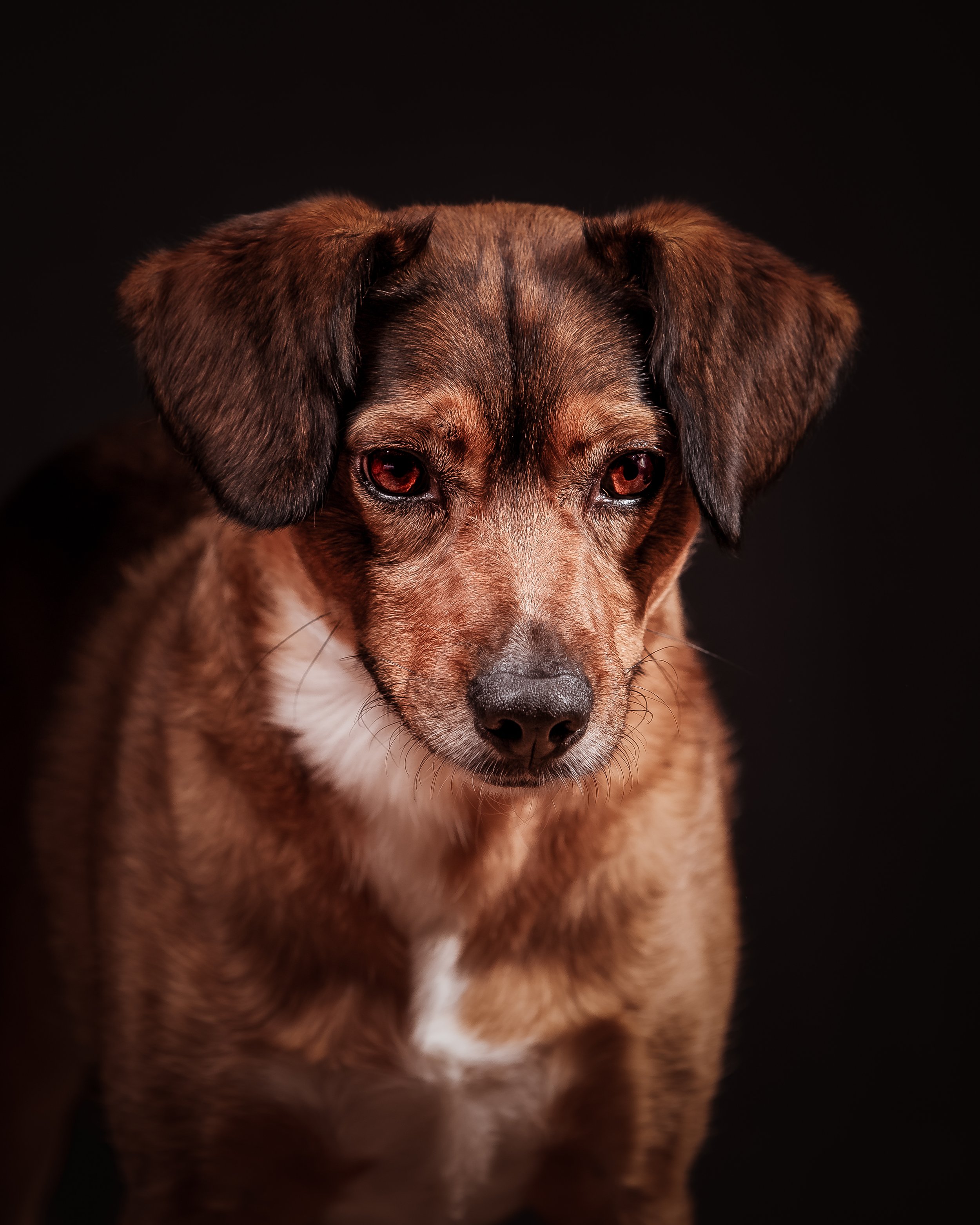 Dog Photography