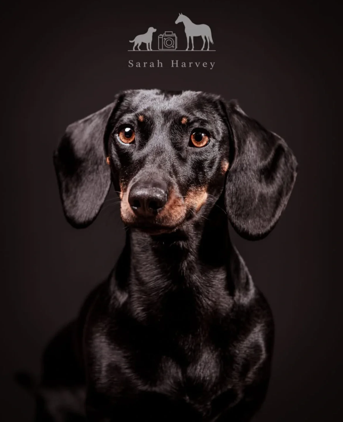 Southampton Dog Photographer