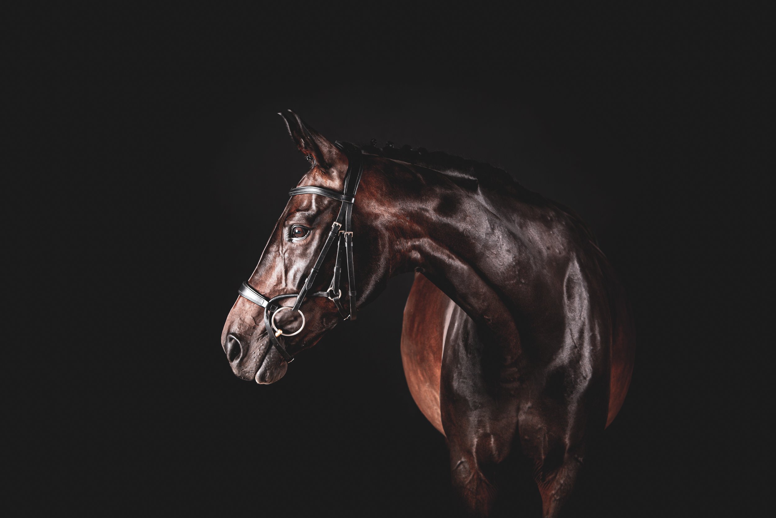 horse photography