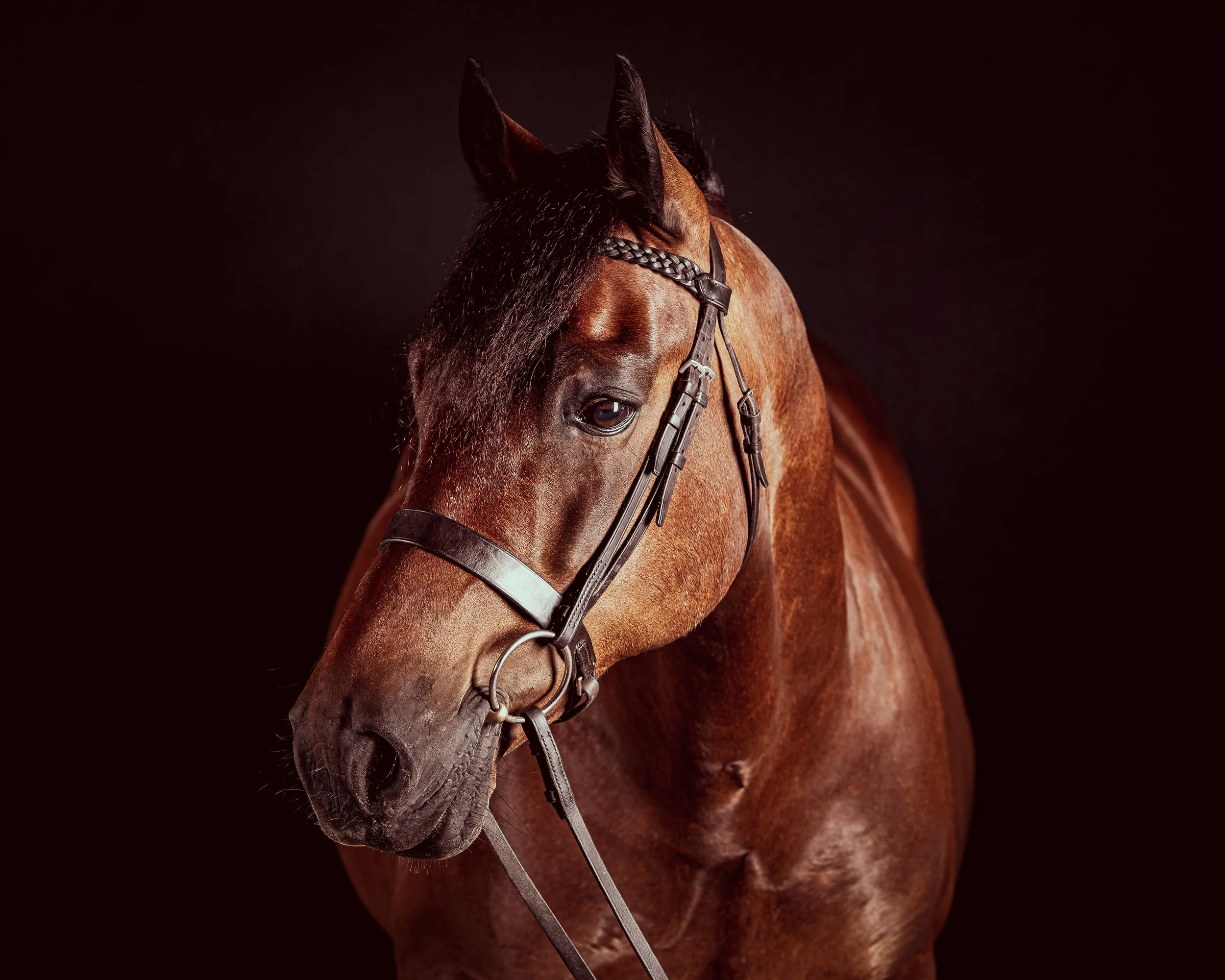 Horse Photography
