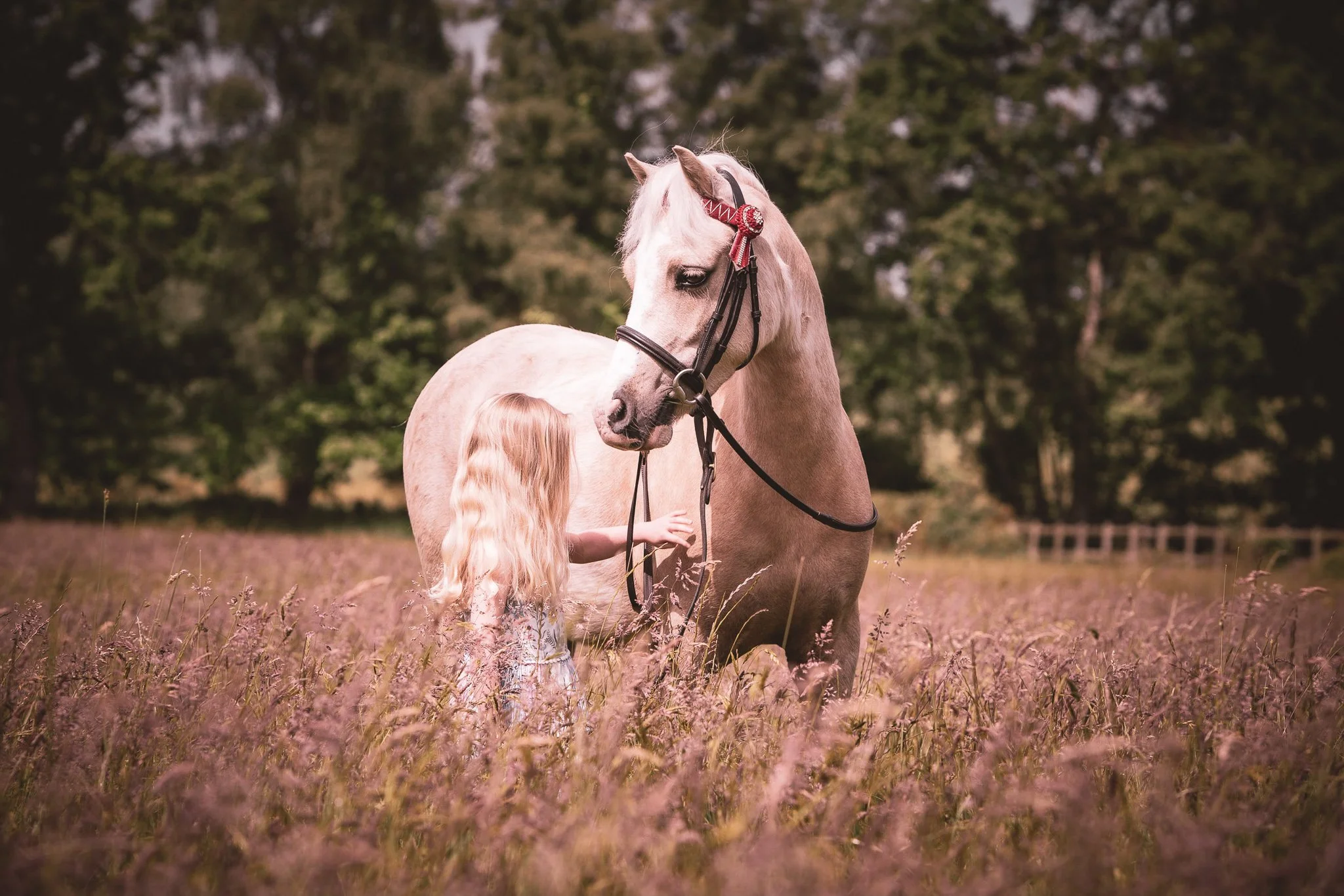 Horse Photography