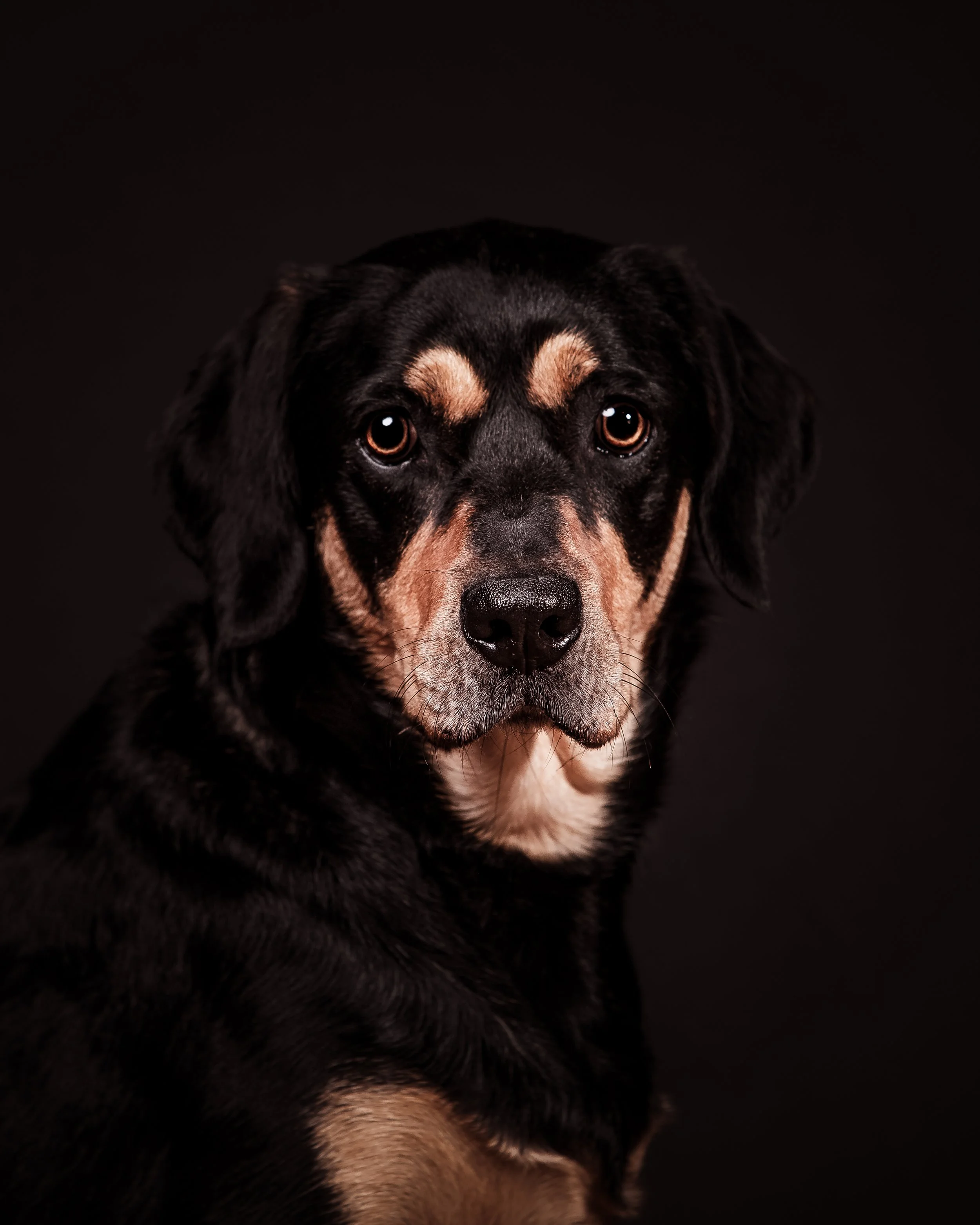 Dog Photography