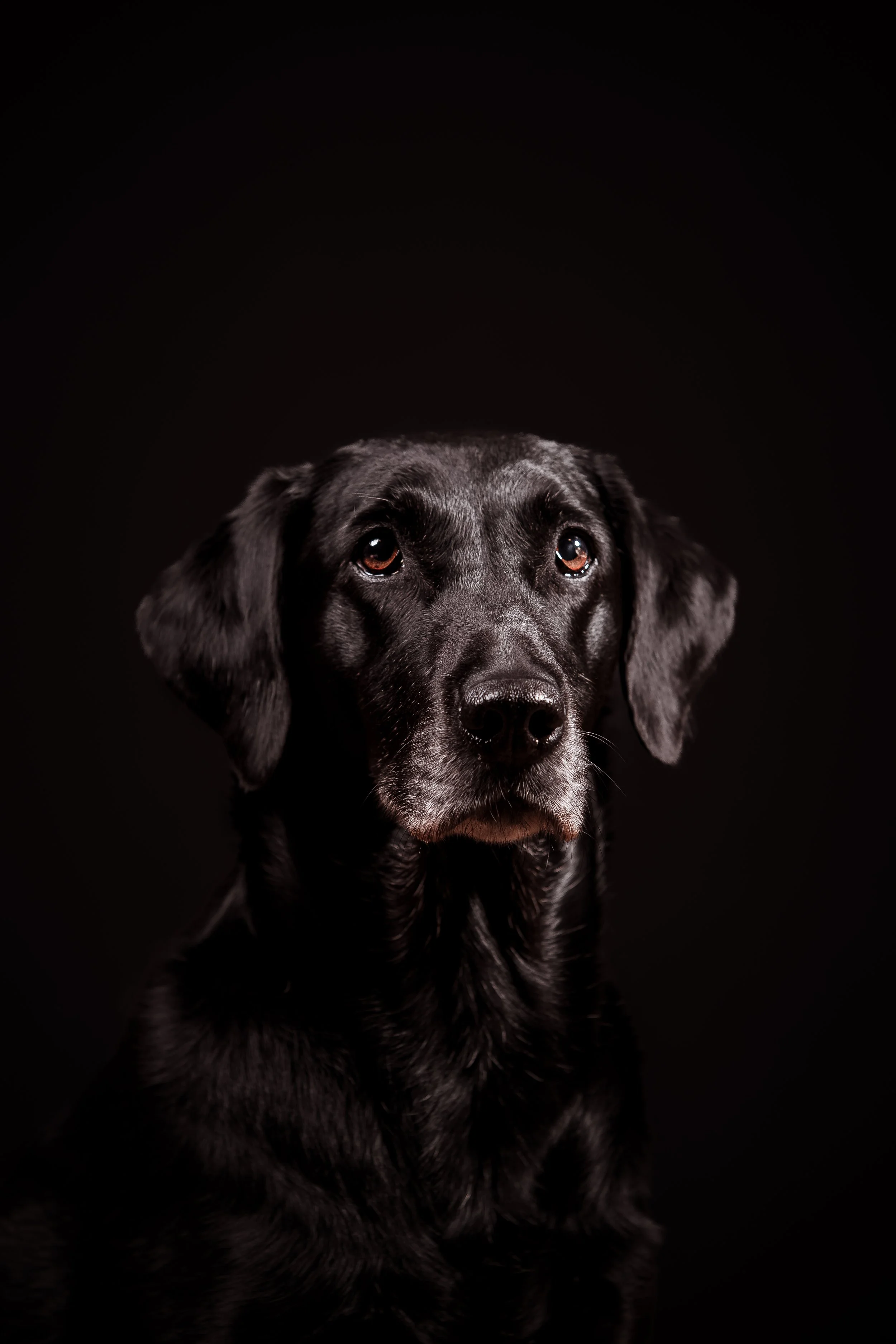Dog Photography