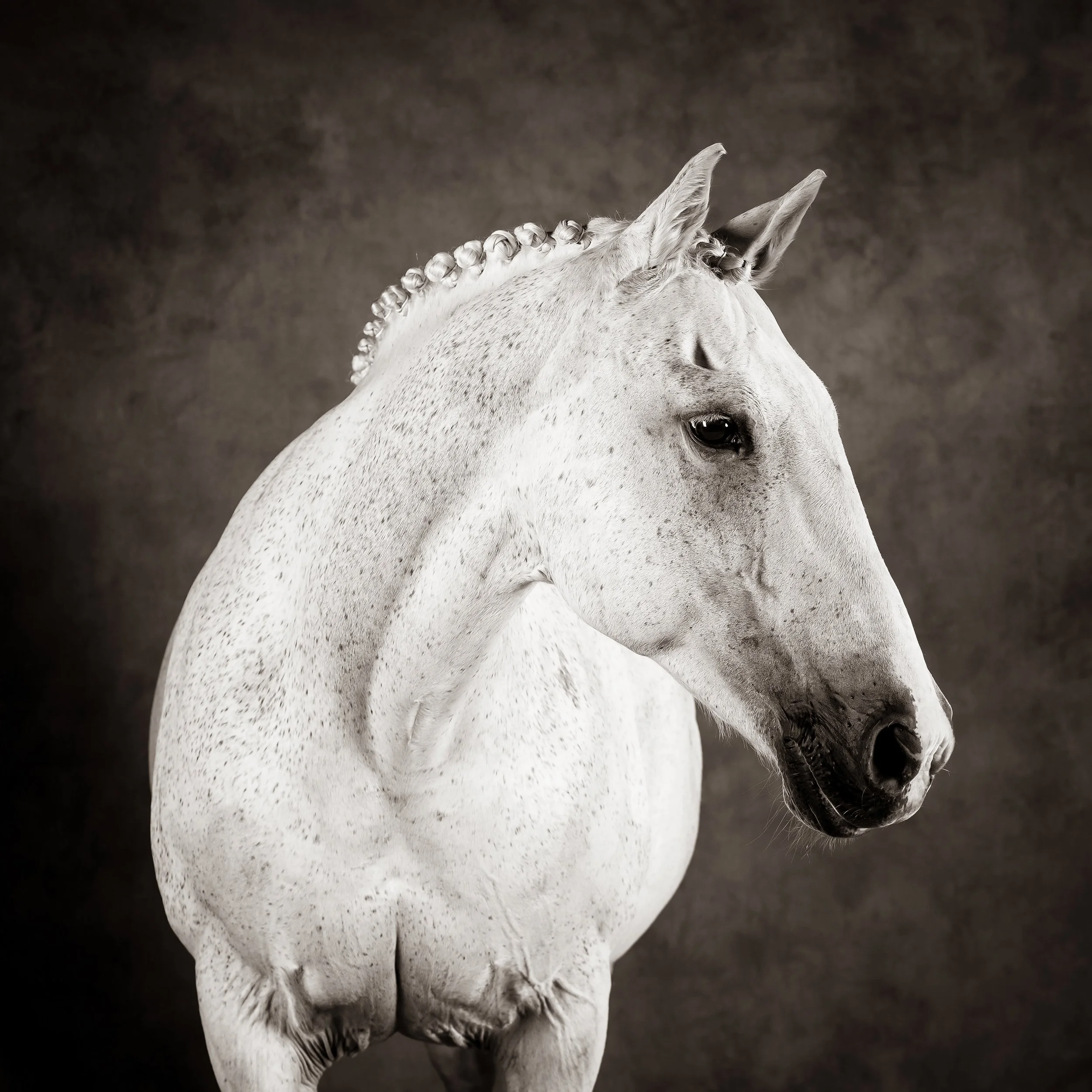 Horse Photography