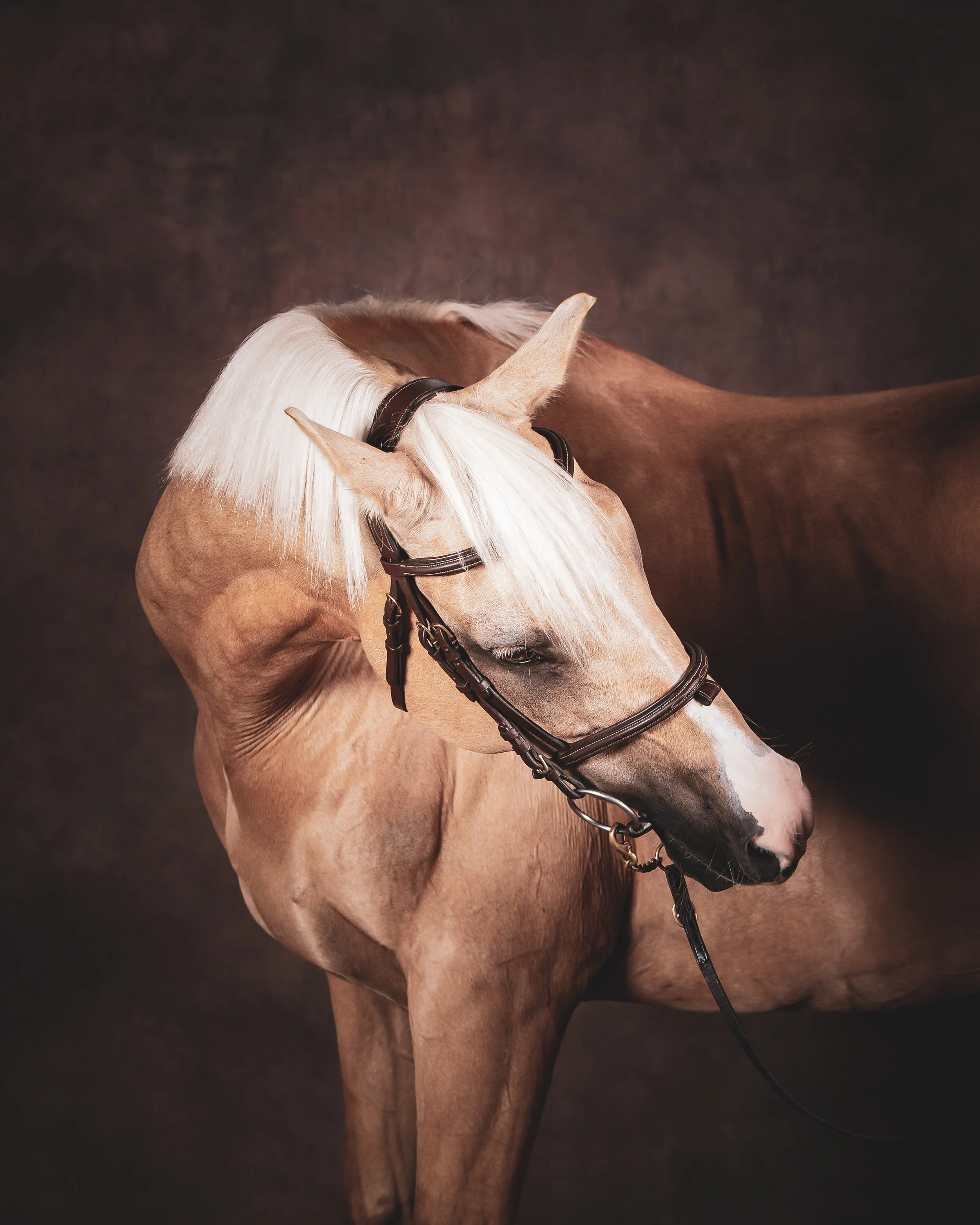 Horse Photography