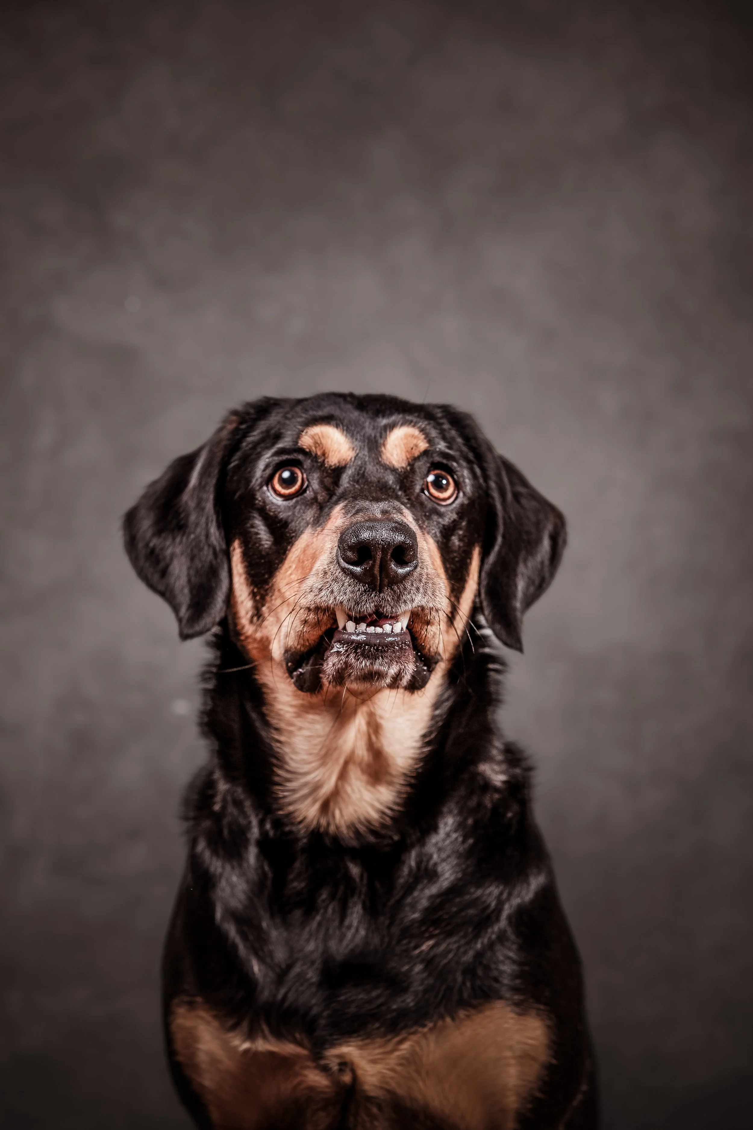 Dog Photography