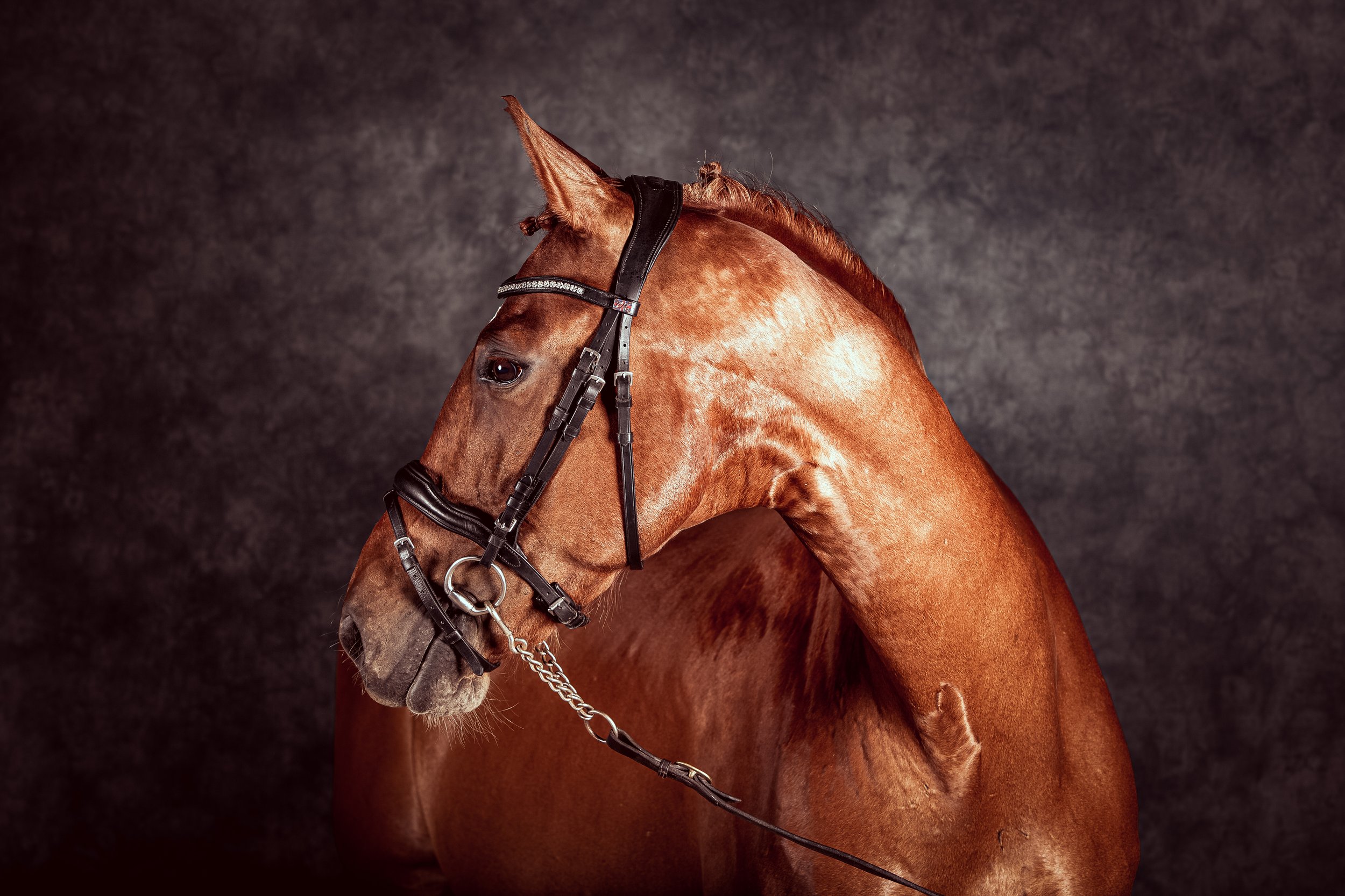 Horse Photography