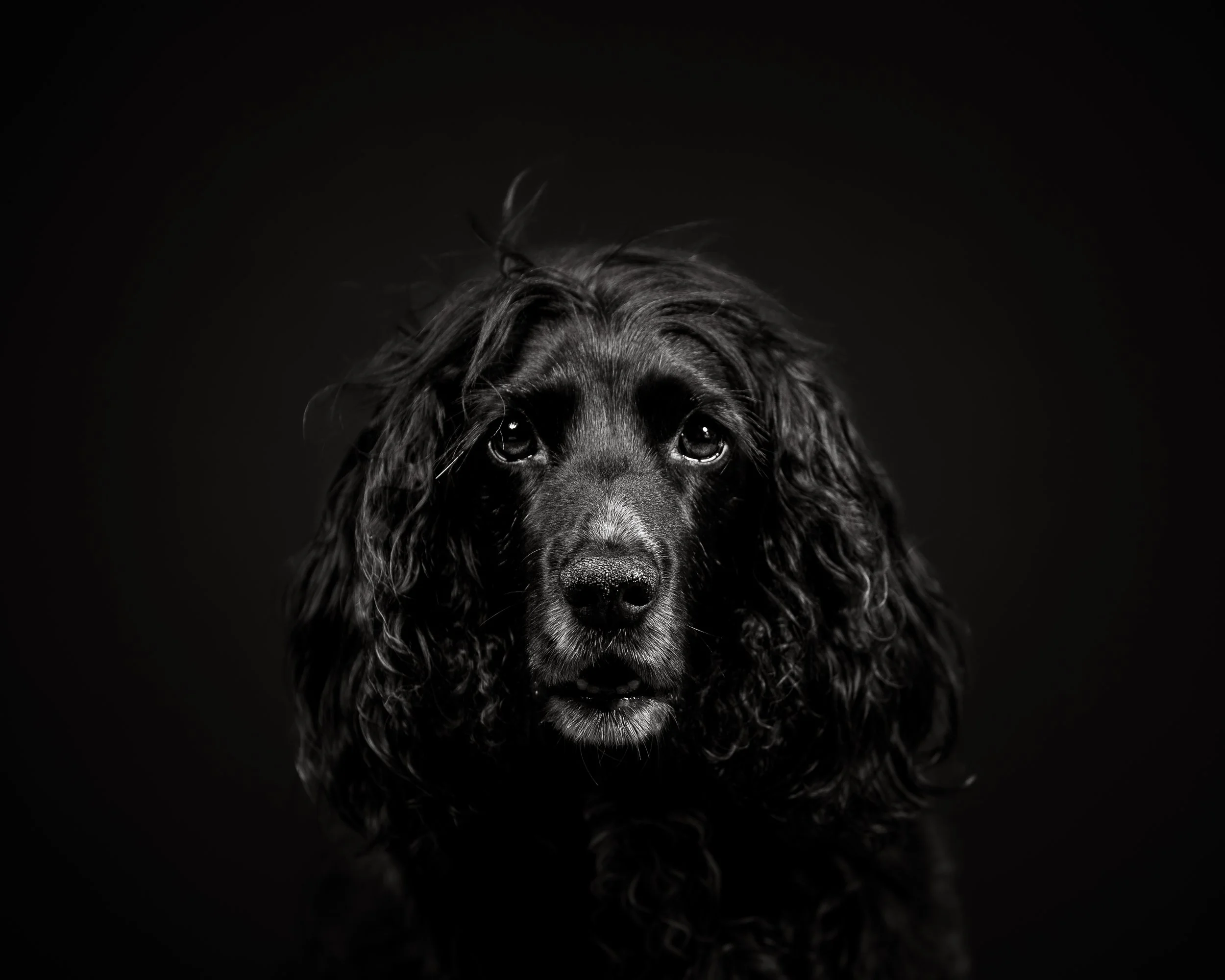 Dog Photography