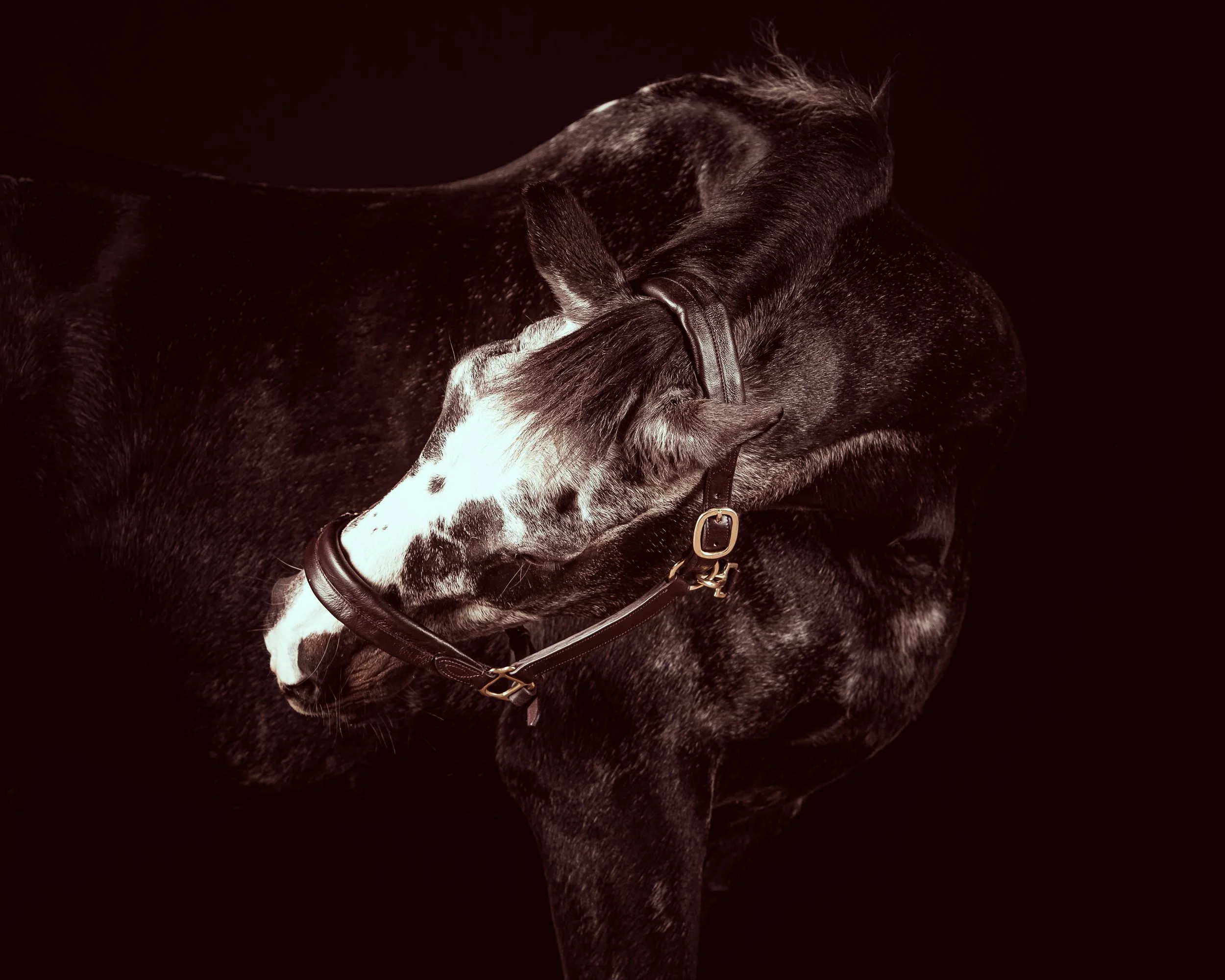 Horse Photography