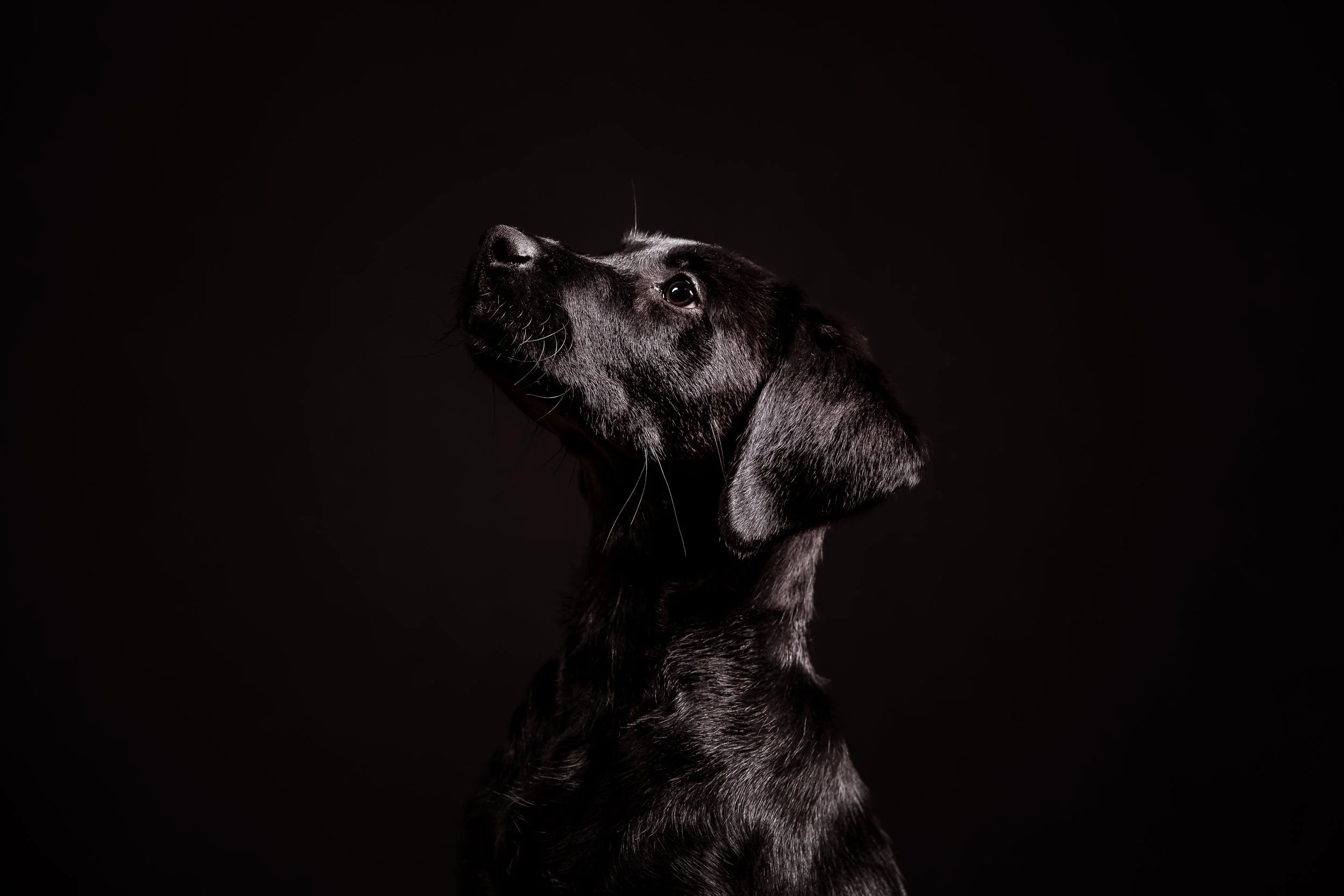Dog Photography