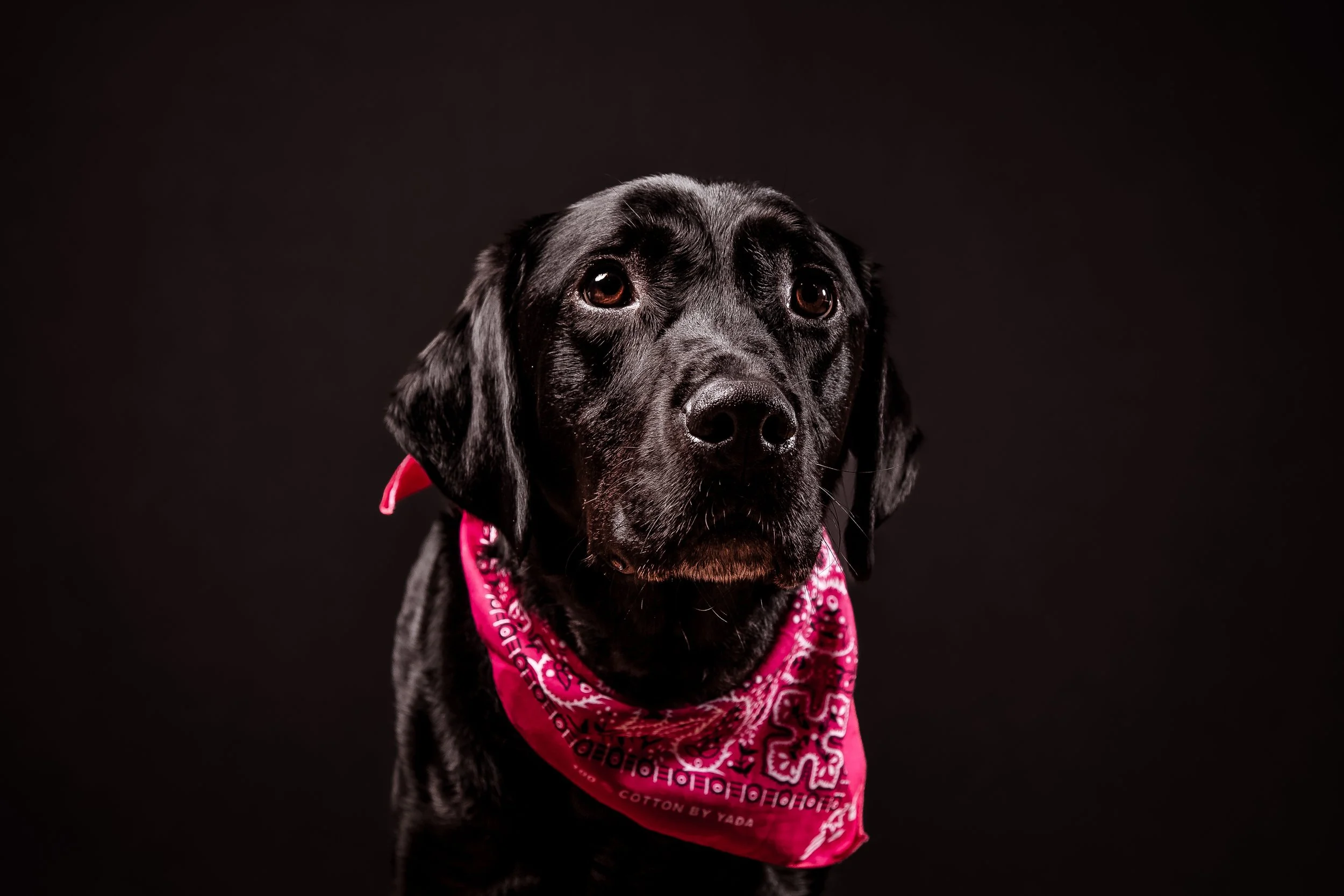 Dog Photography