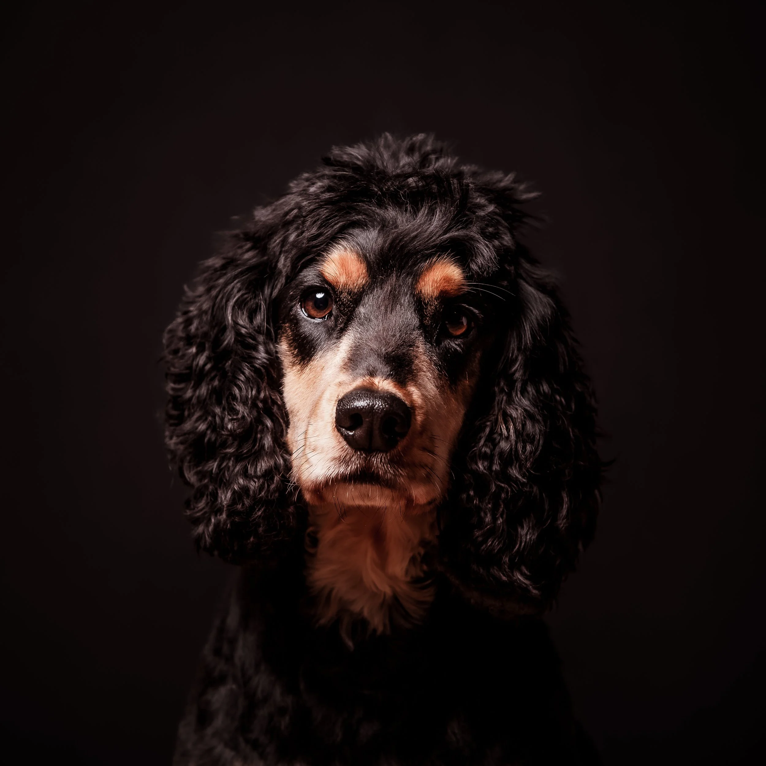 Dog Photography