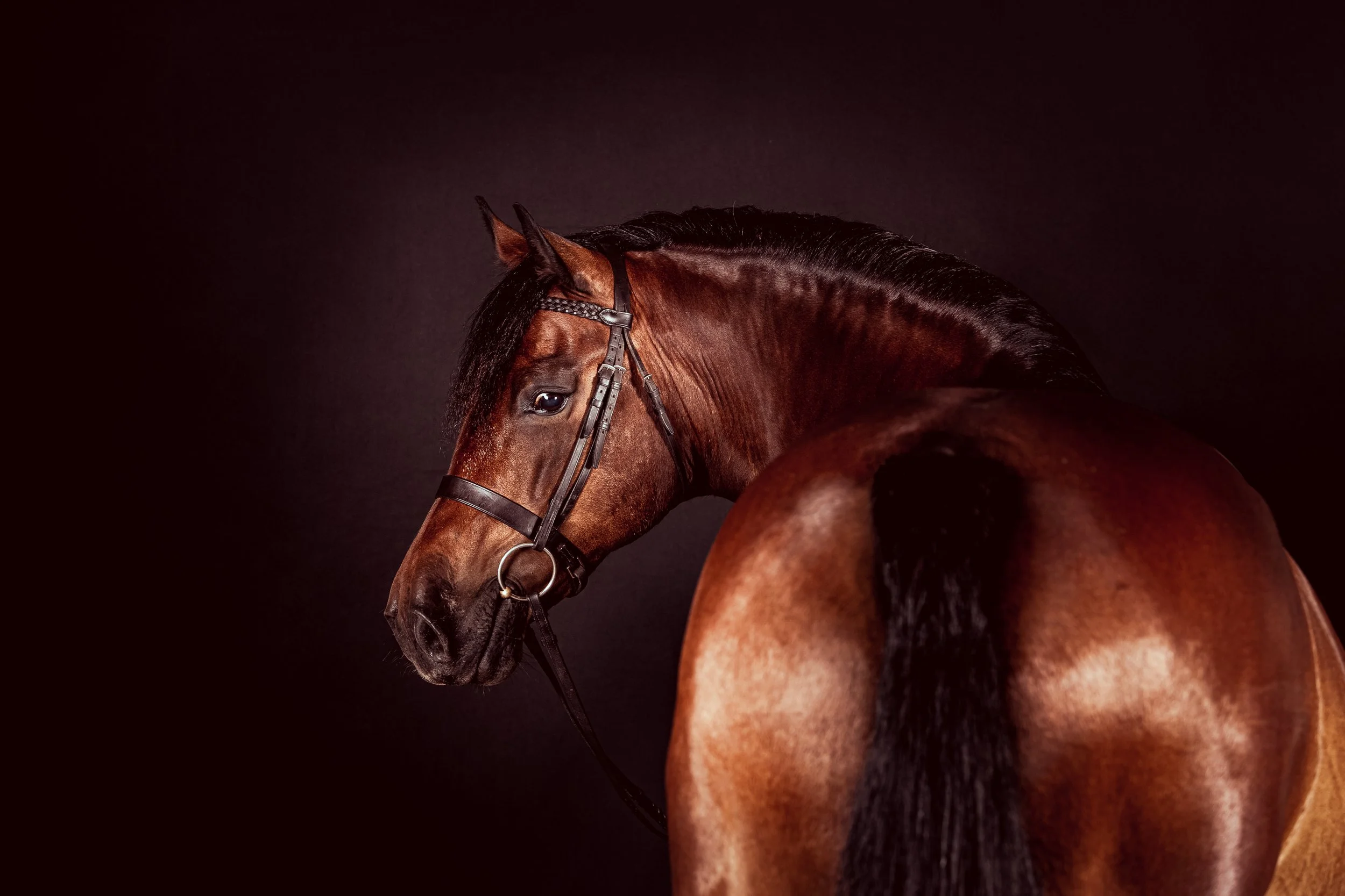 Horse Photography