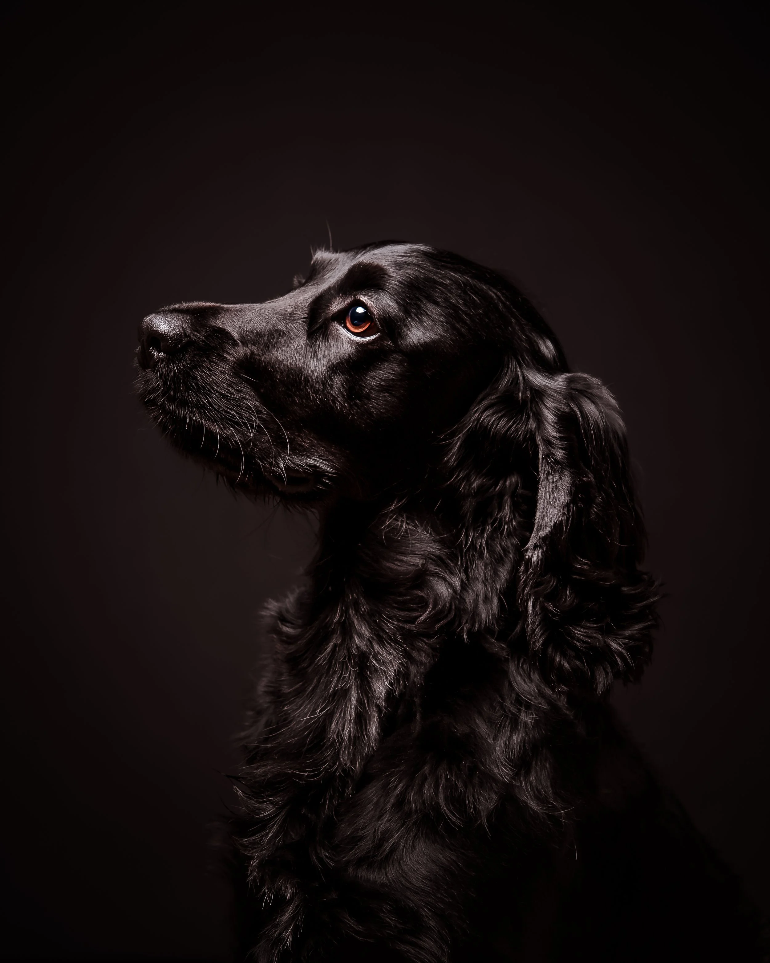 Dog Photography