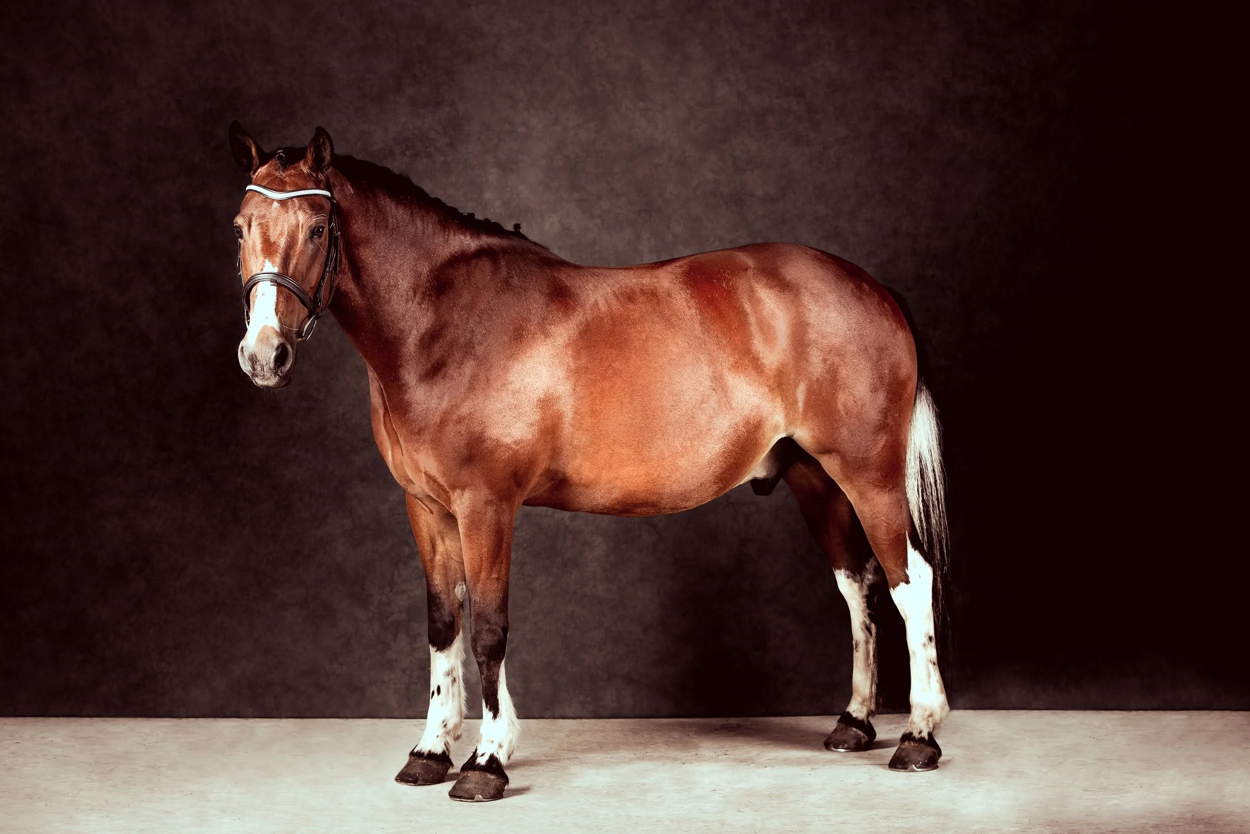 Studio Indoor horse Portrait