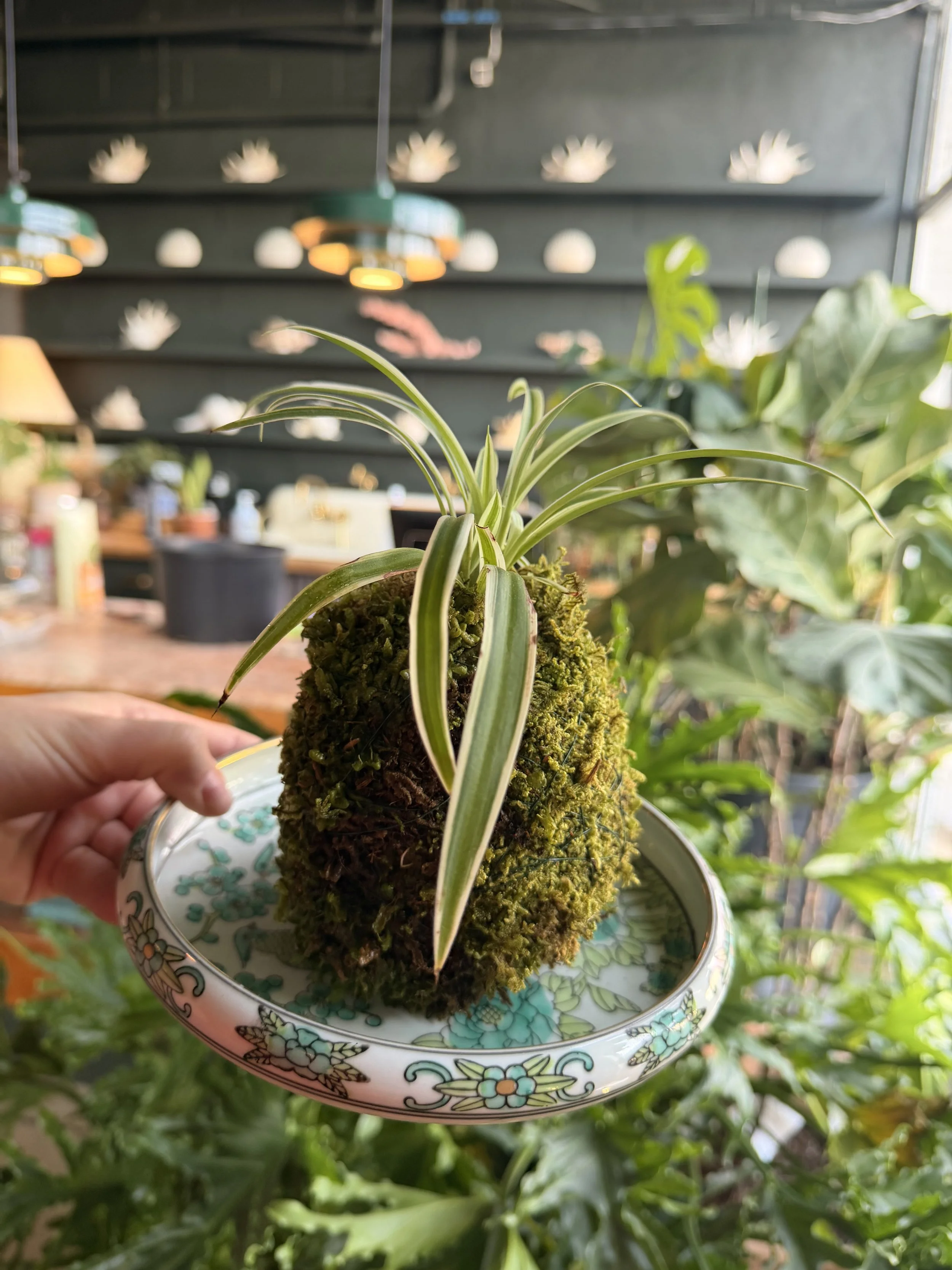 Kokedama Workshop