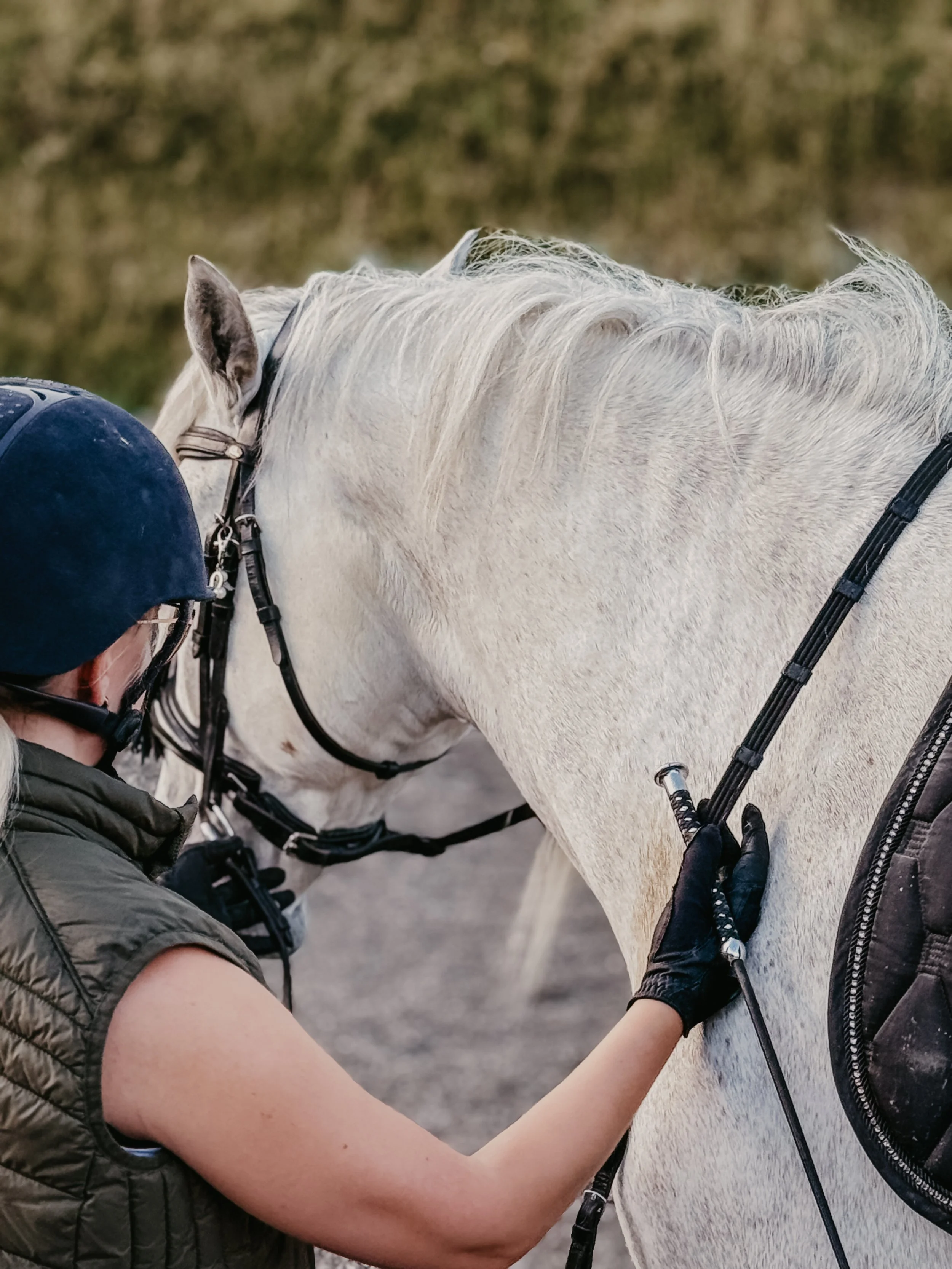 Eine Person in Reitkleidung putzt ein weißes Pferd mit einem Putzgerät.