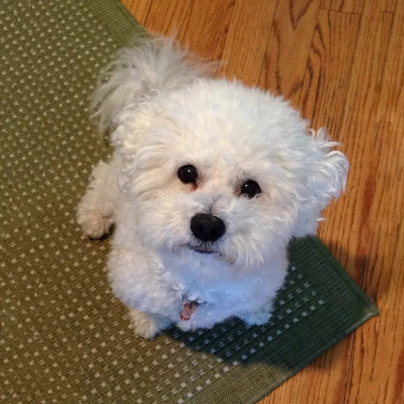 Opening to Love – My Spiritual Teacher